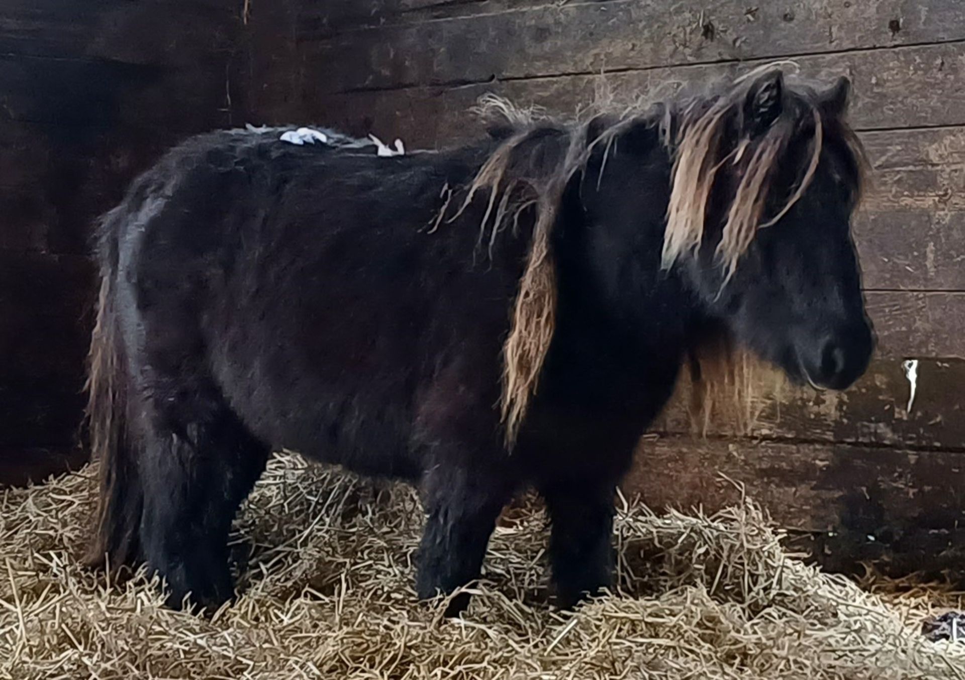 'VIXEN LILLIBET' SHETLAND BLACK MARE BELIEVED TO BE 10 YEARS + - Image 6 of 13