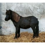 'PATRICK' DARTMOOR HILL PONY BLACK COLT YEARLING