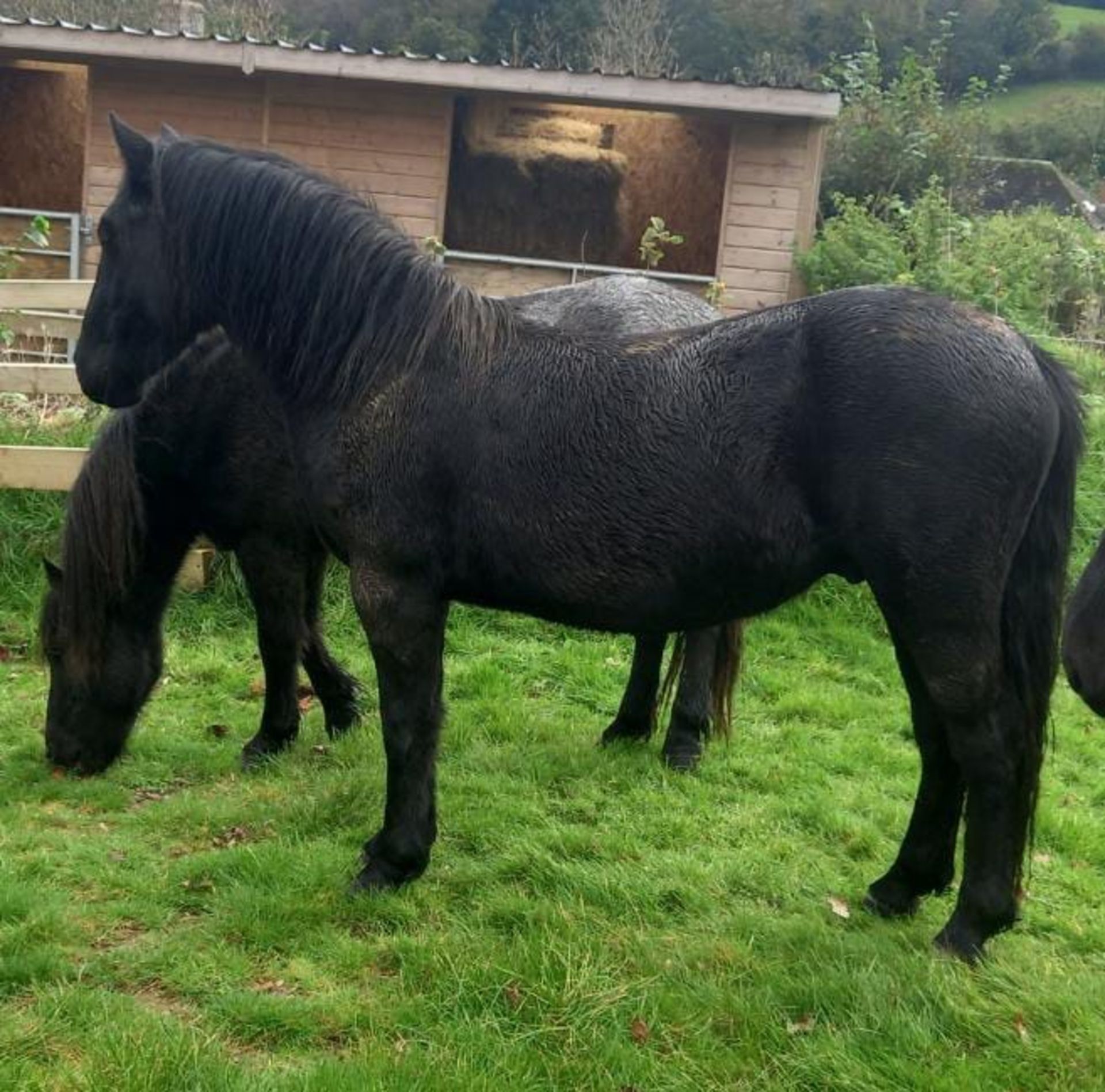 'THUNDER DASH' DARTMOOR HILL PONY BLACK GELDING APPROX 2 YEARS OLD - Image 6 of 10