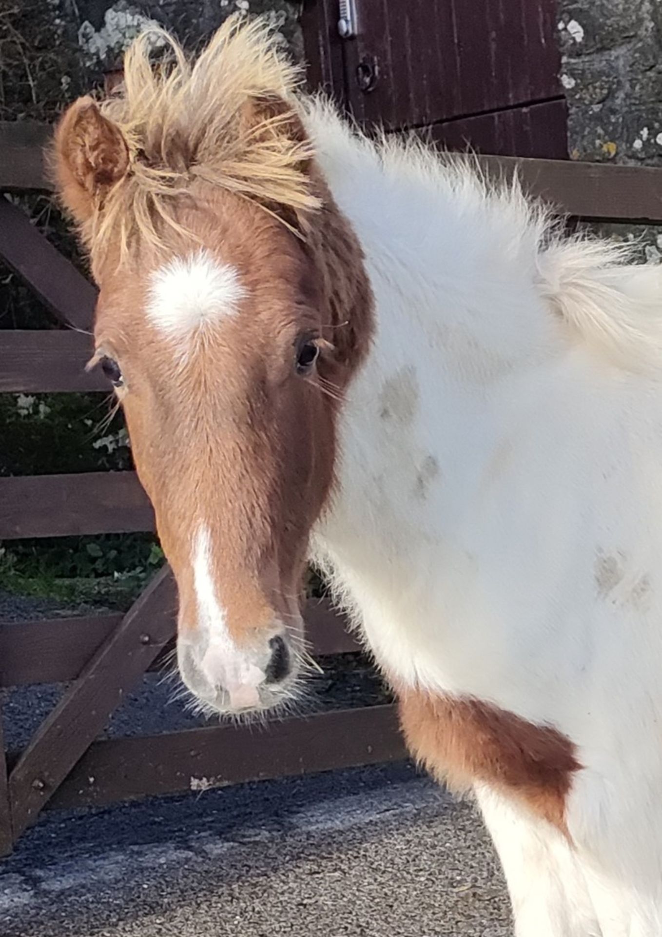 'RUNNAGE ROCKET MAN' DARTMOOR HILL PONY CHESTNUT & WHITE GELDING APPROX