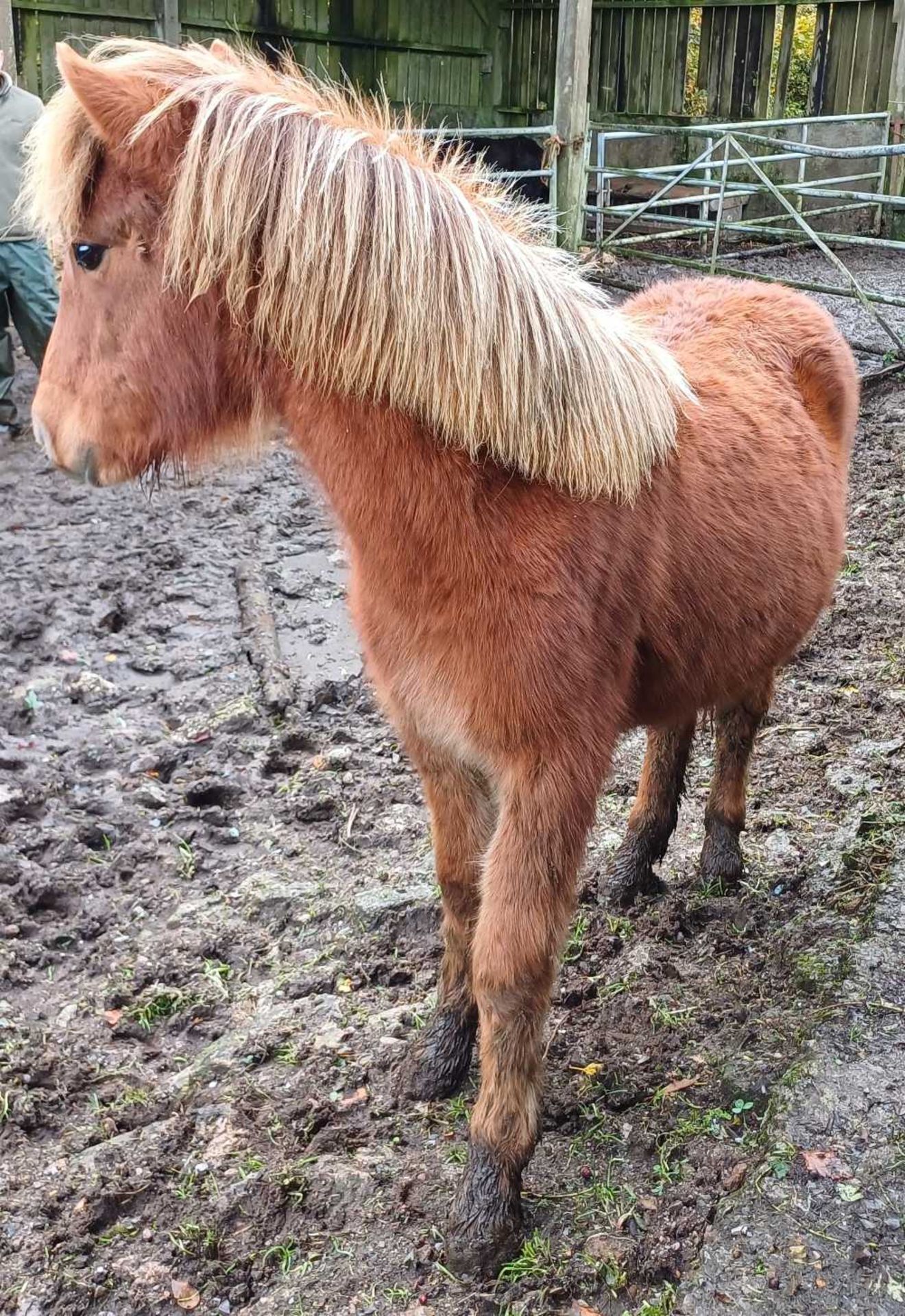 'CATOR PERCY' DARTMOOR HILL PONY CHESTNUT COLT APPROX 18 MONTHS OLD - Image 6 of 12