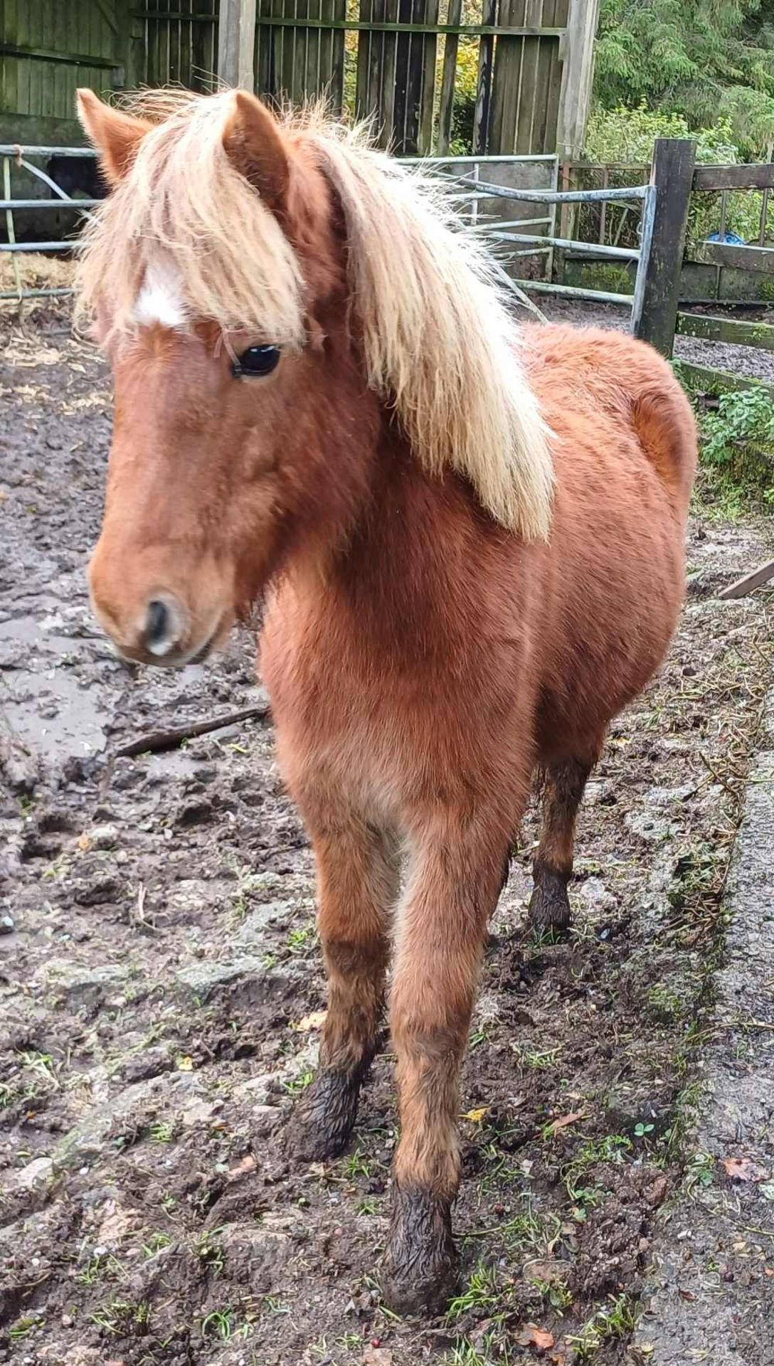 'CATOR PERCY' DARTMOOR HILL PONY CHESTNUT COLT APPROX 18 MONTHS OLD - Image 7 of 12