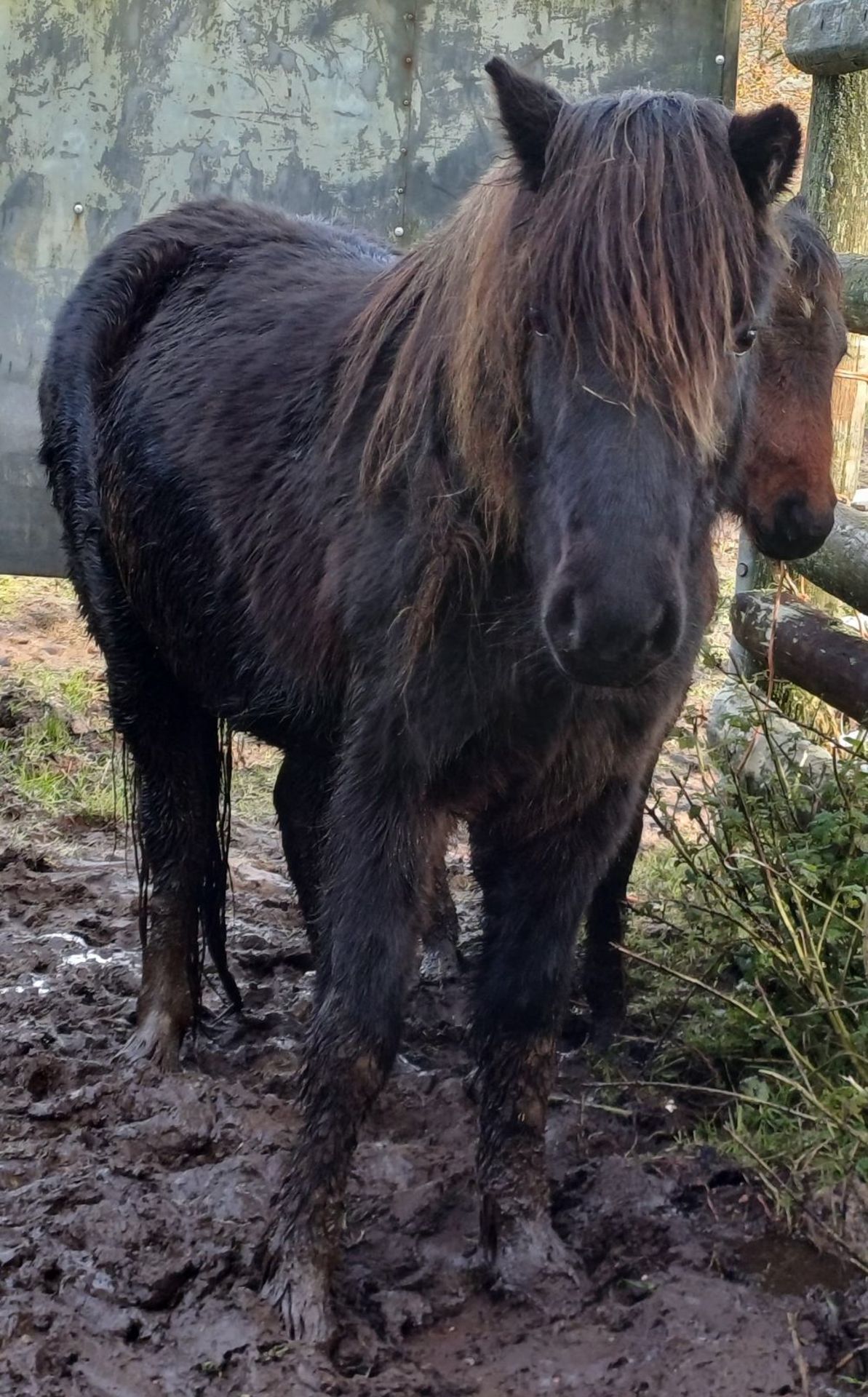 'CATOR MARGE' DARTMOOR HILL PONY PIEBALD MARE APPROX 6 YEARS OLD - Image 11 of 11