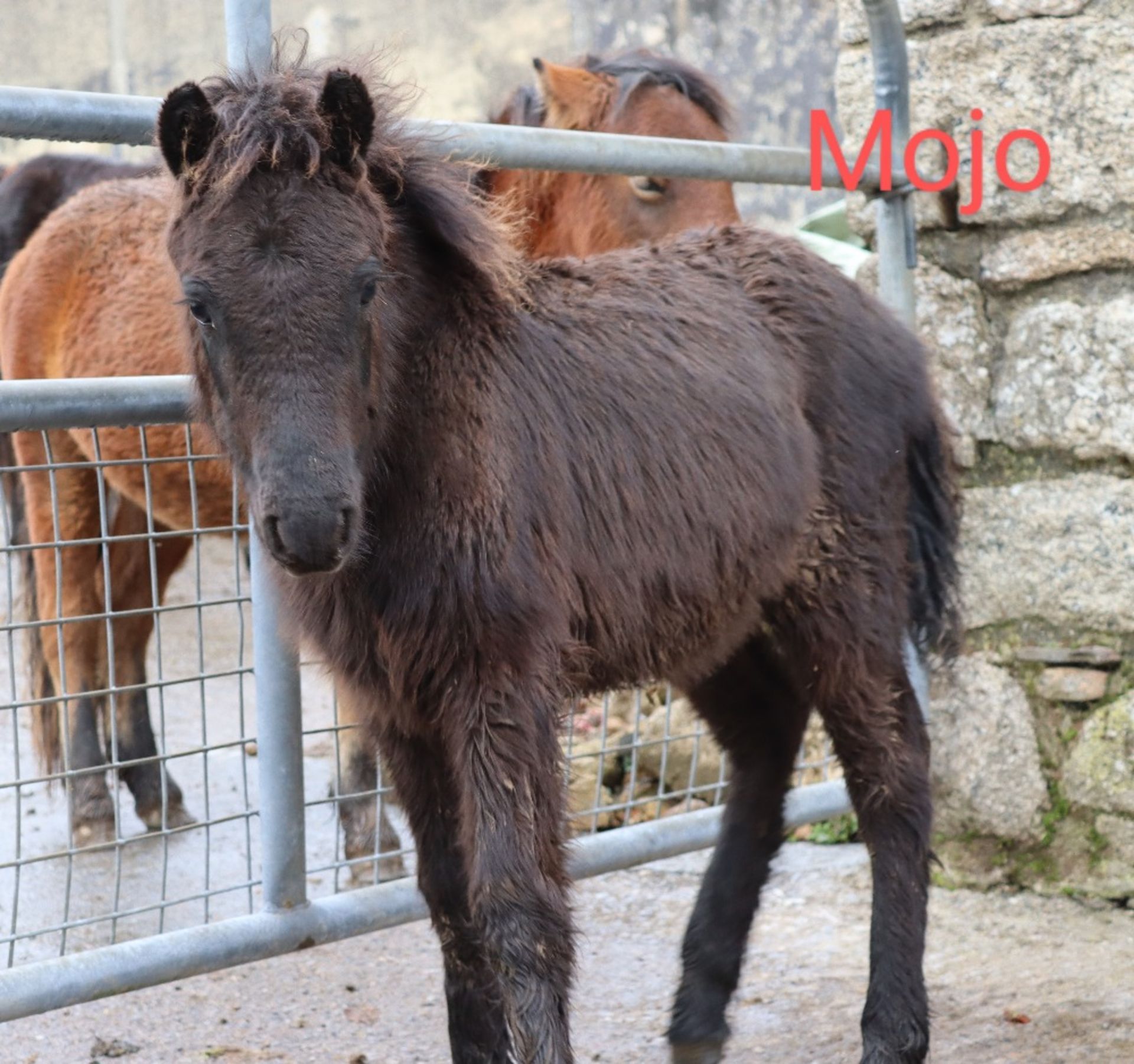 'BLACKATOR MOJO' DARTMOOR HILL PONY BAY COLT FOAL - Image 3 of 19