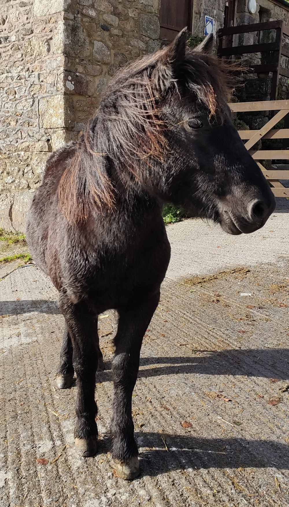 'RUNNAGE MINSTREL' DARTMOOR HILL PONY BARK BAY GELDING APPROX 18 MONTHS OLD Vendor's Comments Ve