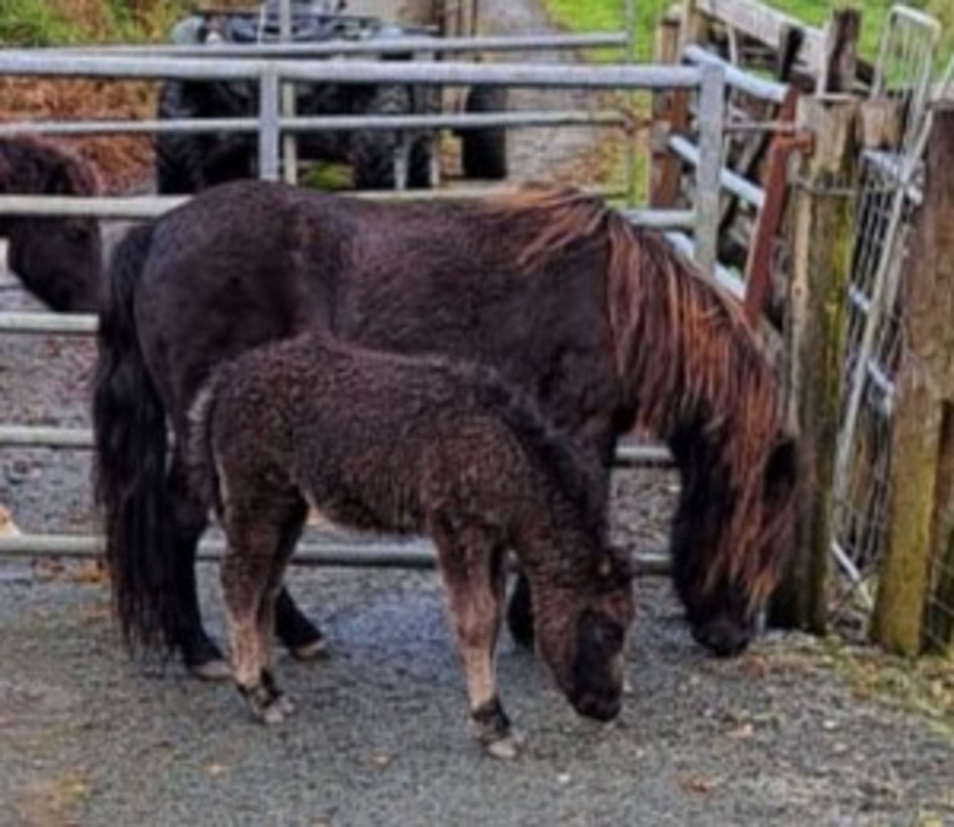 'WAYTOWN MOUSE' DARTMOOR HILL PONY BLACK MARE & 'WAYTOWN MINNIE' FILLY FOAL APPROX 2 MONTHS OLD - Image 4 of 5