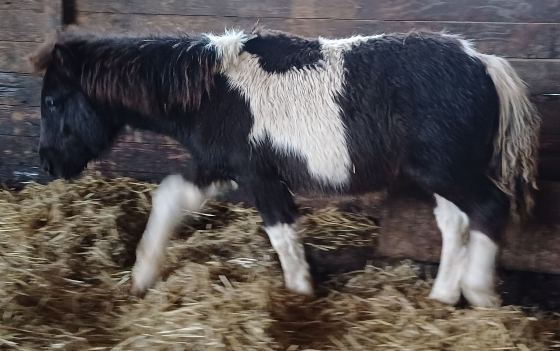 'VIXEN REBEL' SHETLAND X DARTMOOR HILL PONY PIEBALD COLT FOAL Vendor's ...