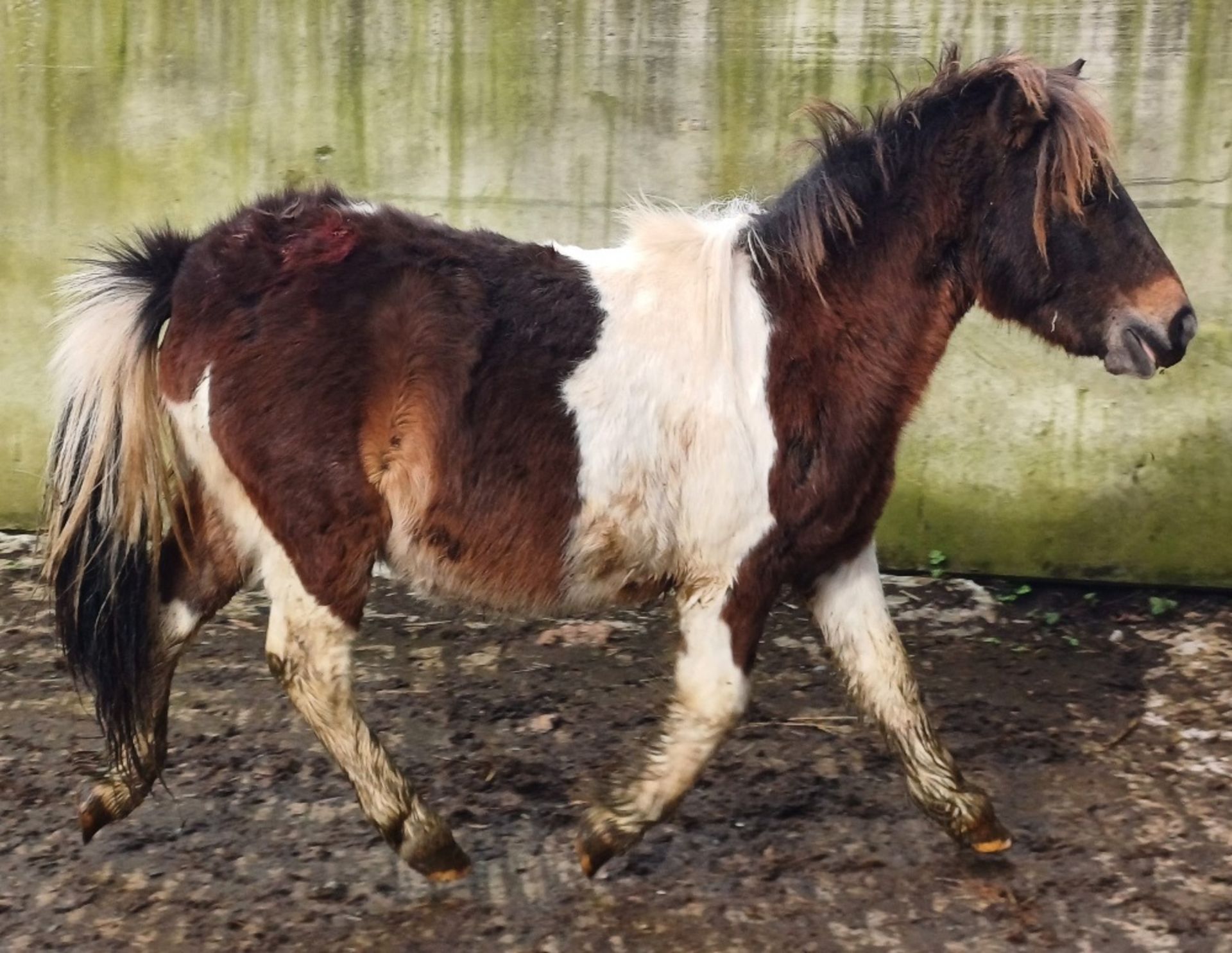 'GODSWORTHY SPICE' DARTMOOR HILL PONY SKEWBALD COLT APPROX 18 MONTHS OLD - Image 6 of 12