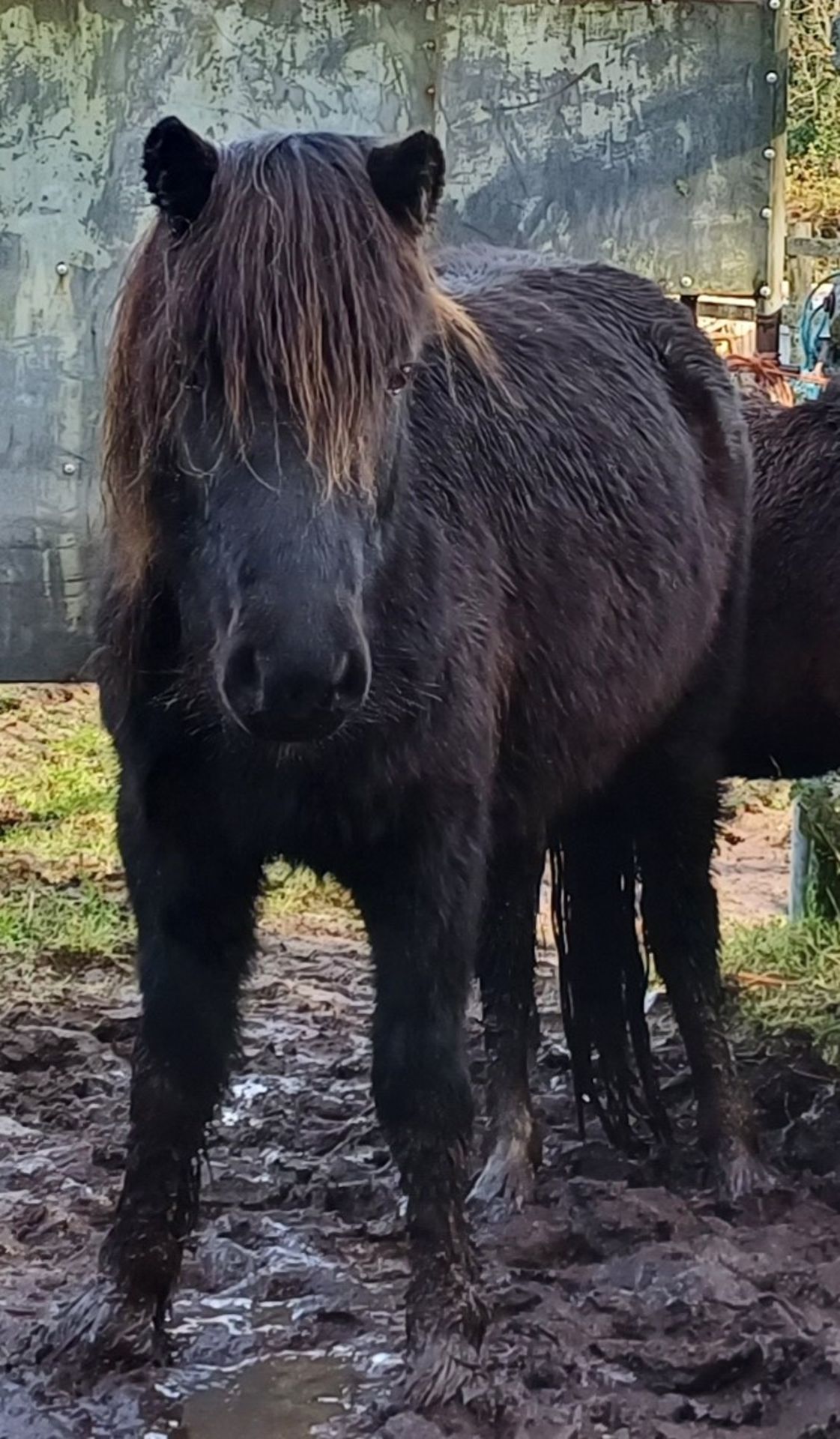 'CATOR MARGE' DARTMOOR HILL PONY PIEBALD MARE APPROX 6 YEARS OLD - Image 3 of 11