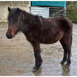 'LEIGHTOR LILY' DARTMOOR HILL PONY BAY FILLY APPROX 18 MONTHS OLD