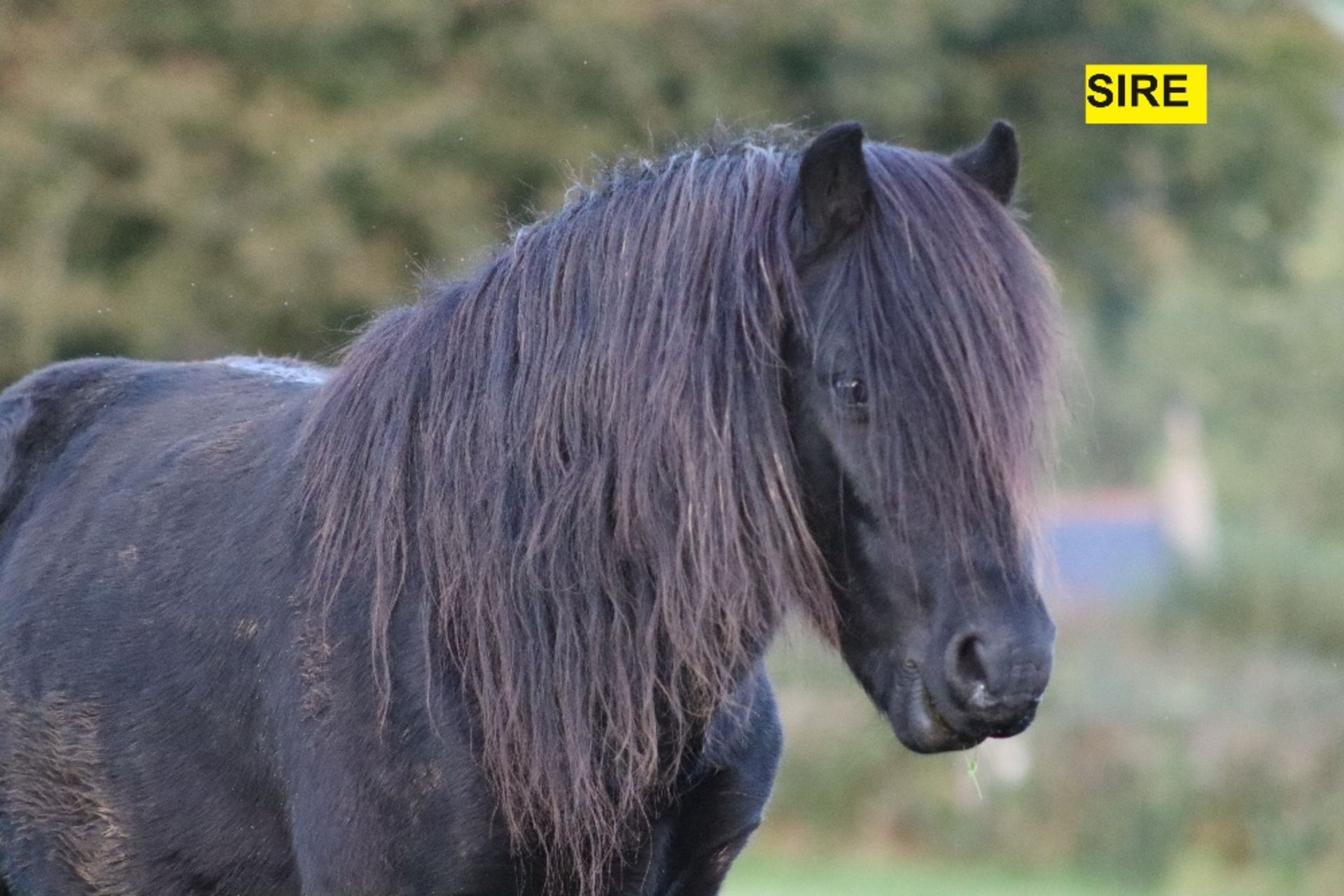 'BLACKATOR LUNAR' DARTMOOR HILL PONY BLACK FILLY YEARLING - Image 17 of 17