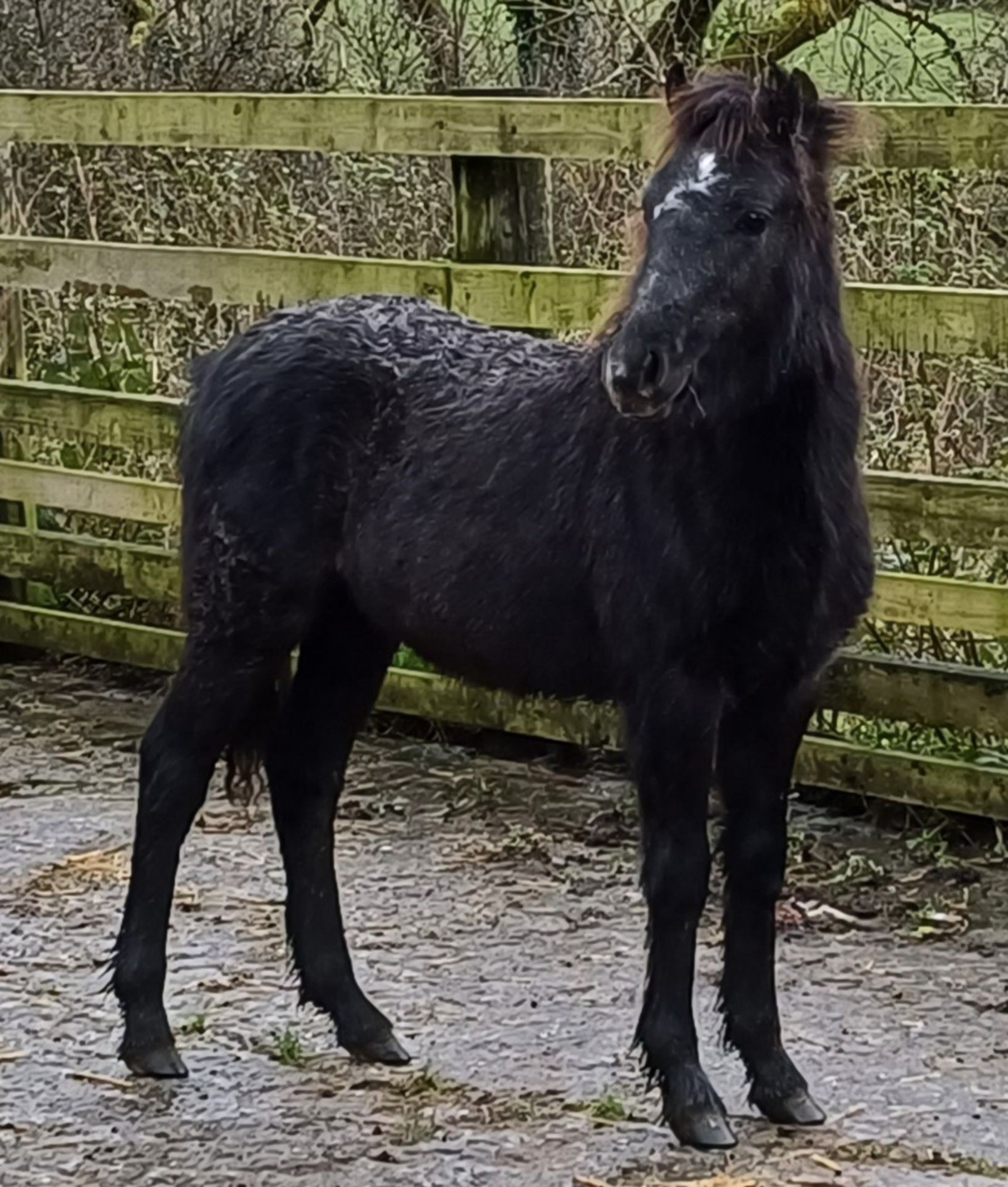 'LEIGHTOR IRONMAN' DARTMOOR HILL PONY IRON GREY COLT FOAL Vendor's