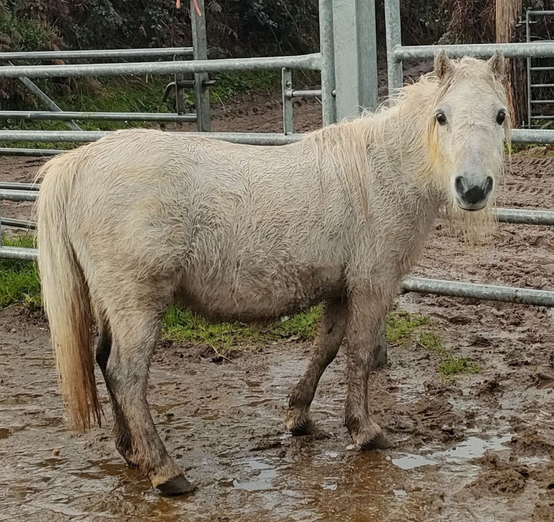 'CORNDON JENNY' SHETLAND GREY MARE APPROX 16 YEARS OLD - Image 7 of 17