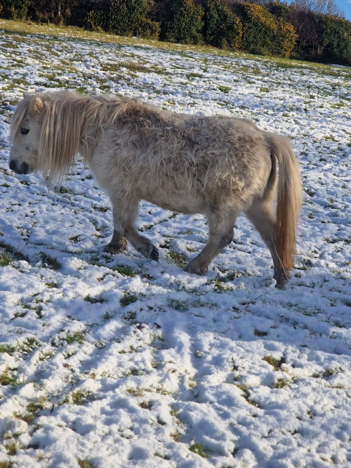 'CORNDON JENNY' SHETLAND GREY MARE APPROX 16 YEARS OLD - Image 5 of 17