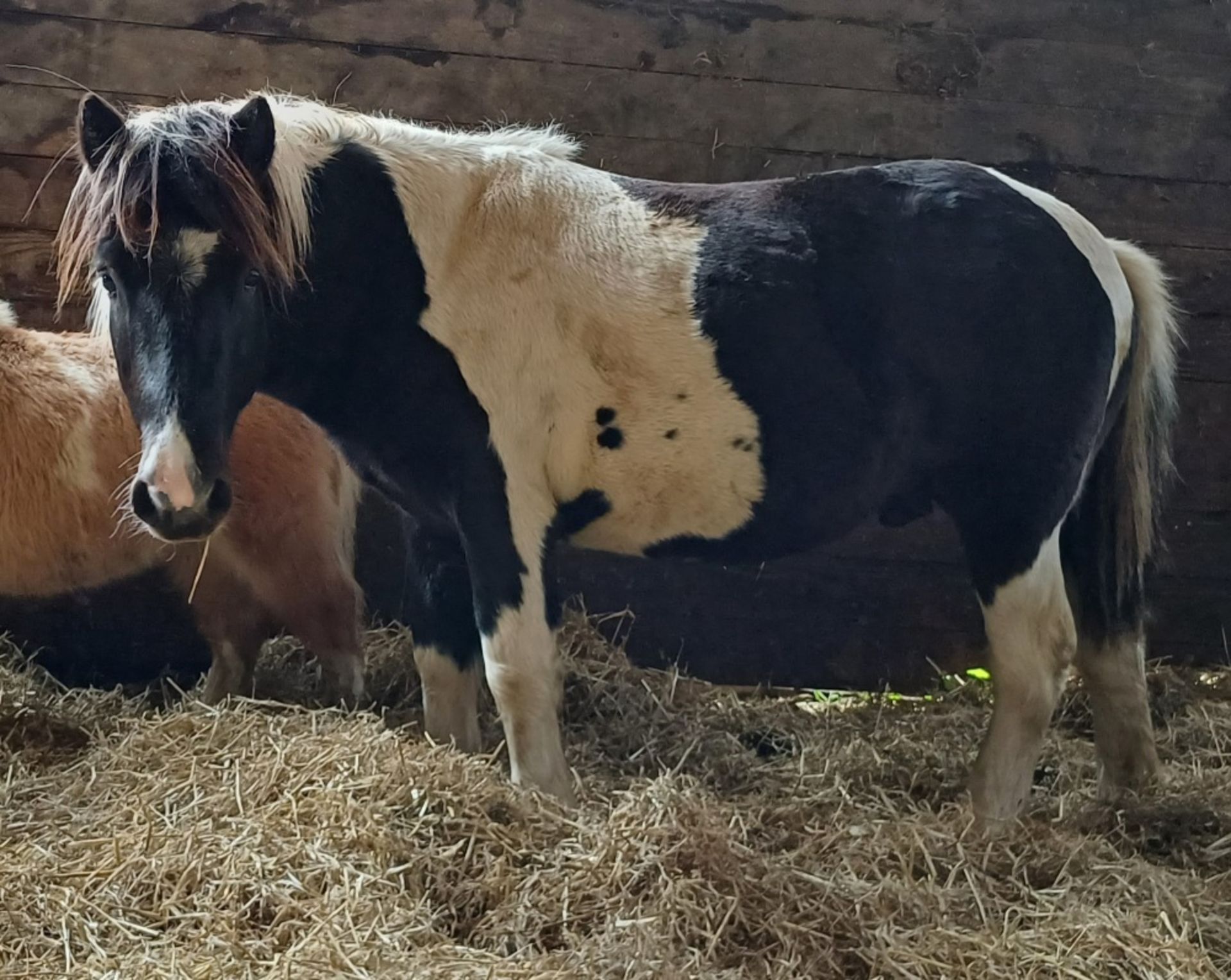 'VIXEN OAKUM' DARTMOOR HILL PONY PIEBALD COLT APPROX 18 MONTHS OLD - Image 7 of 10