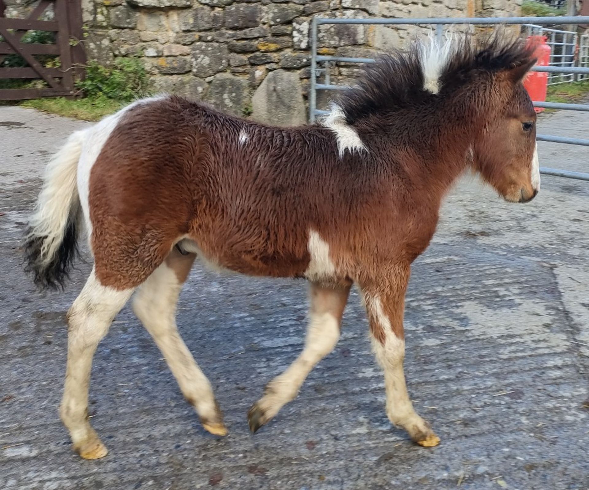 'RUNNAGE REX' DARTMOOR HILL PONY SKEWBALD COLT FOAL Vendor's Comments The Runnage herds dun & b