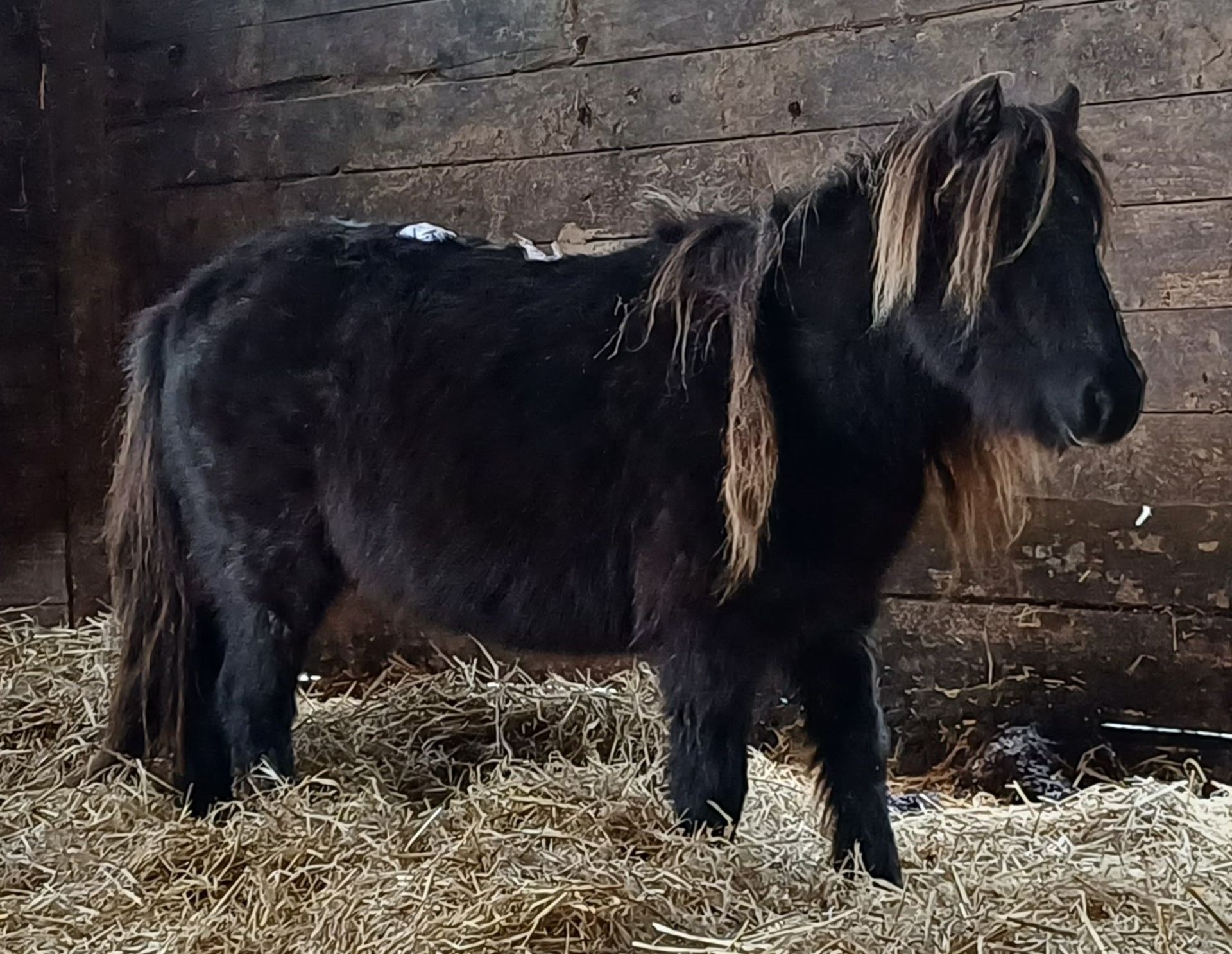 'VIXEN LILLIBET' SHETLAND BLACK MARE BELIEVED TO BE 10 YEARS + - Image 8 of 13