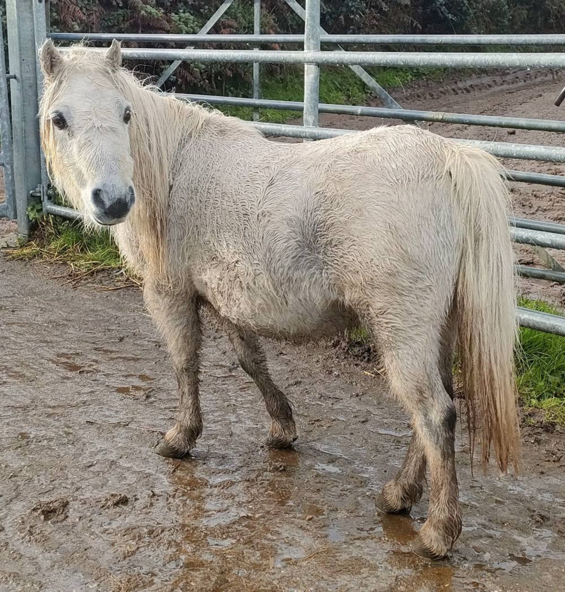 'CORNDON JENNY' SHETLAND GREY MARE APPROX 16 YEARS OLD - Image 15 of 17
