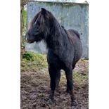 'LEIGHTOR ROCKY' DARTMOOR HILL PONY BLACK COLT APPROX 2-3 YEARS OLD