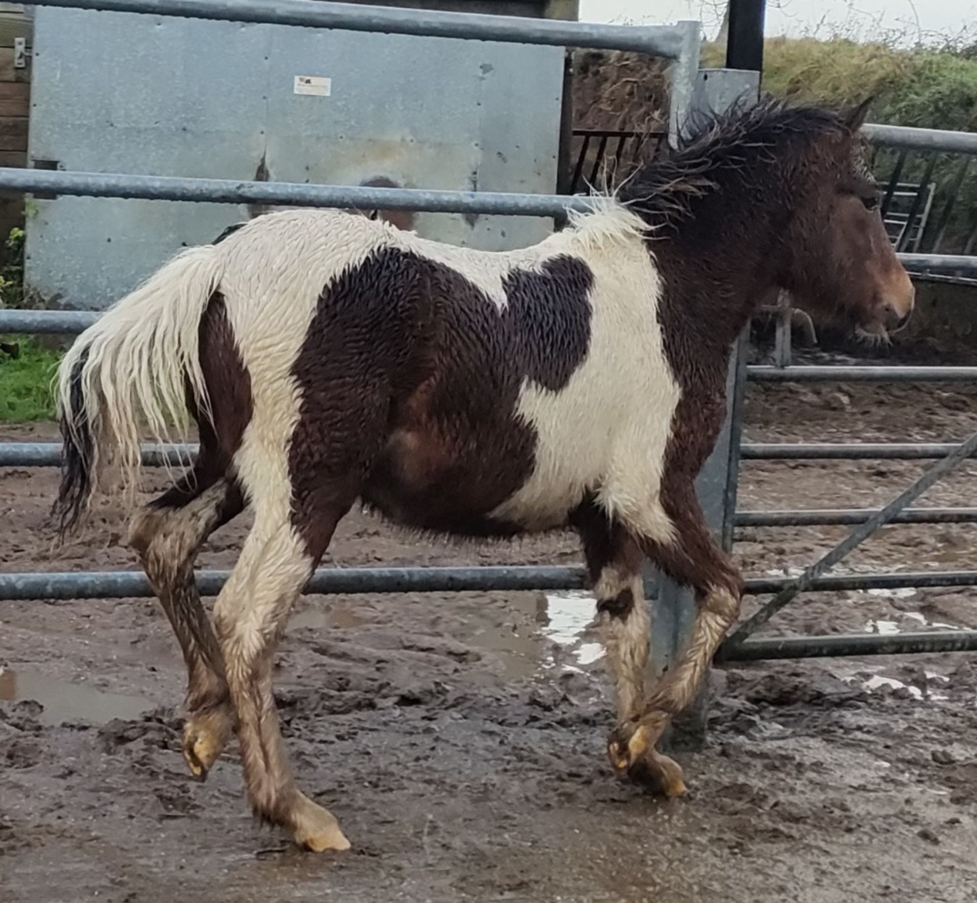 'CORNDON BOSS' DARTMOOR HILL PONY SKEWBALD COLT FOAL - Image 5 of 10