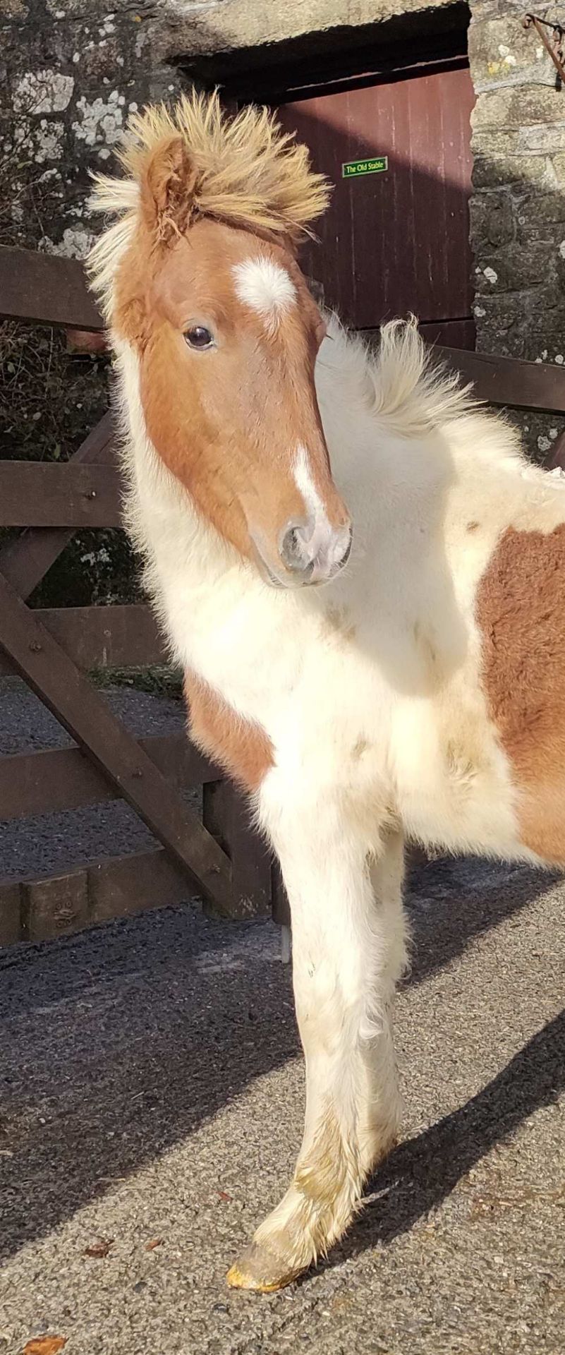 'RUNNAGE ROCKET MAN' DARTMOOR HILL PONY CHESTNUT & WHITE GELDING APPROX
