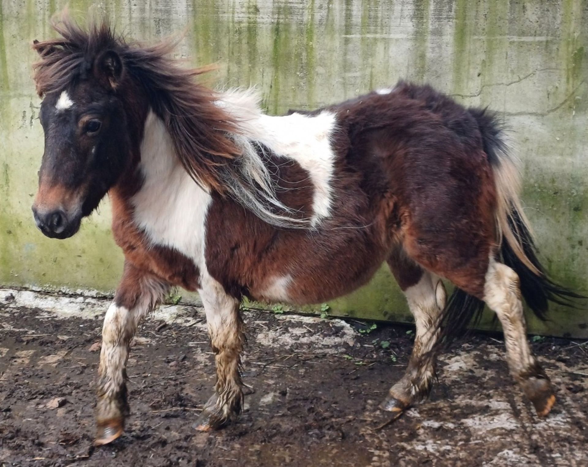 'GODSWORTHY SPICE' DARTMOOR HILL PONY SKEWBALD COLT APPROX 18 MONTHS OLD - Image 7 of 12