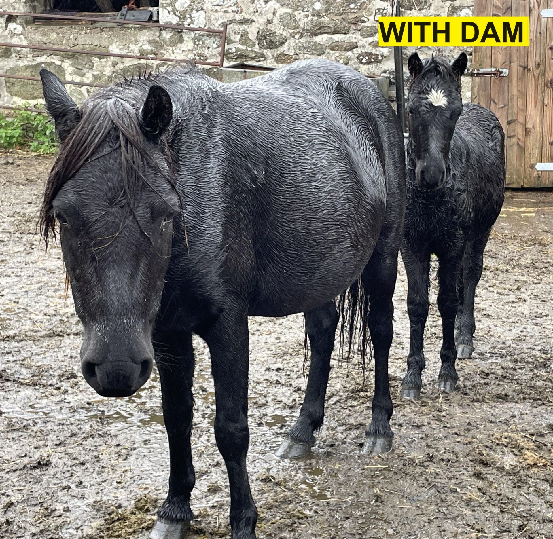 'MIDNIGHT' DARTMOOR HILL PONY BLACK COLT FOAL - Image 10 of 12