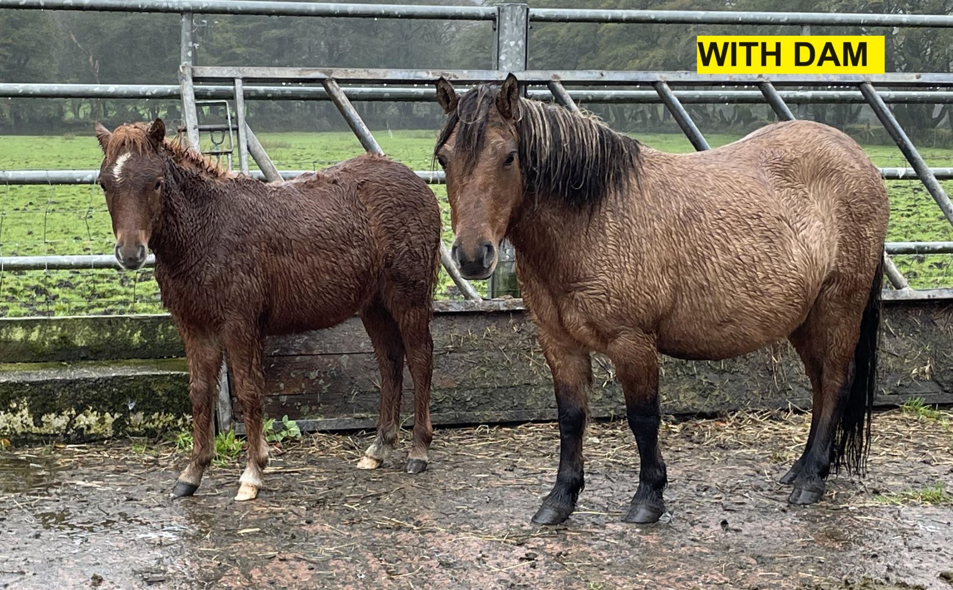 'BELLA' DARTMOOR HILL PONY CHESTNUT FILLY FOAL - Image 12 of 12