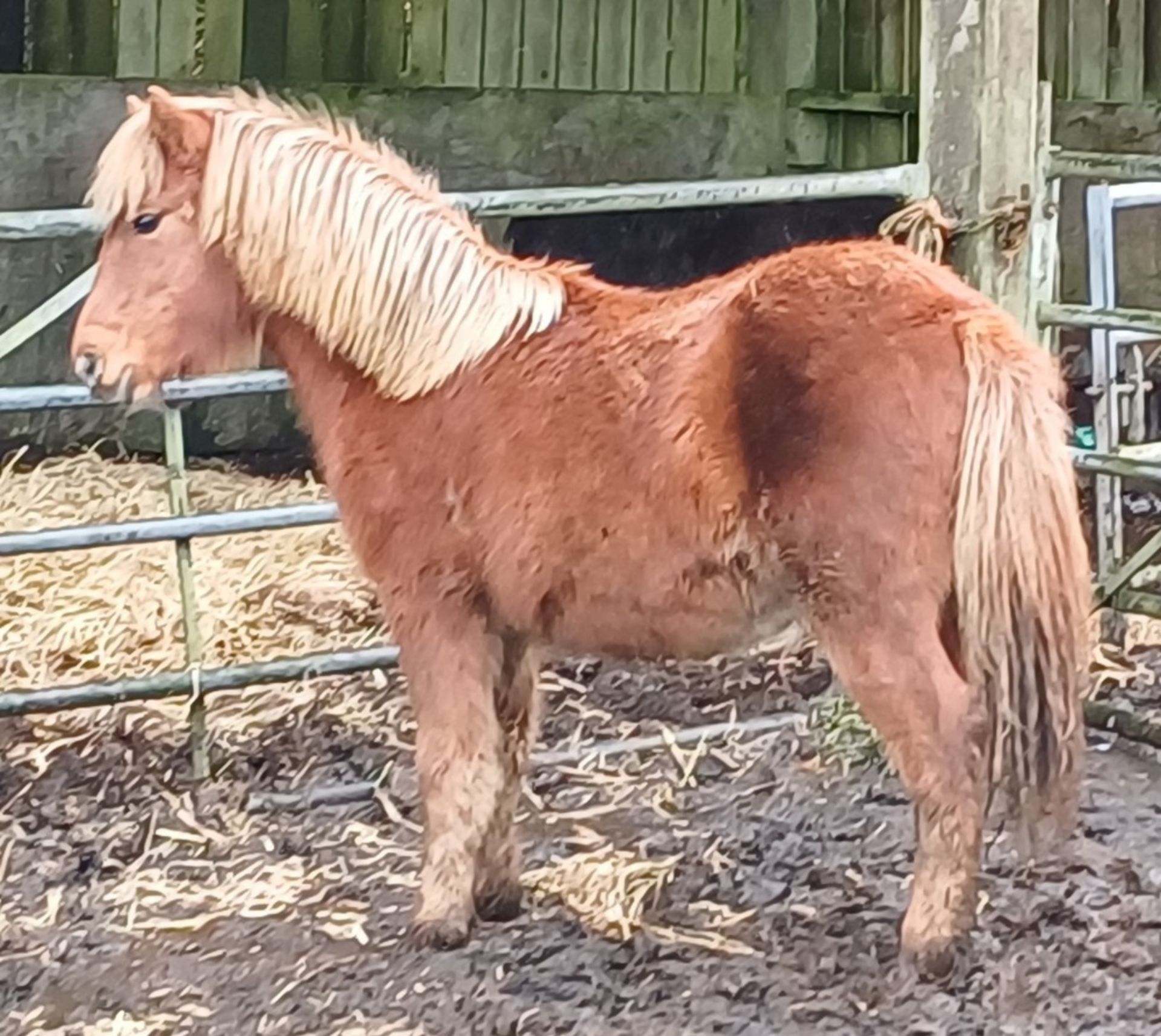 'CATOR PERCY' DARTMOOR HILL PONY CHESTNUT COLT APPROX 18 MONTHS OLD - Image 10 of 12