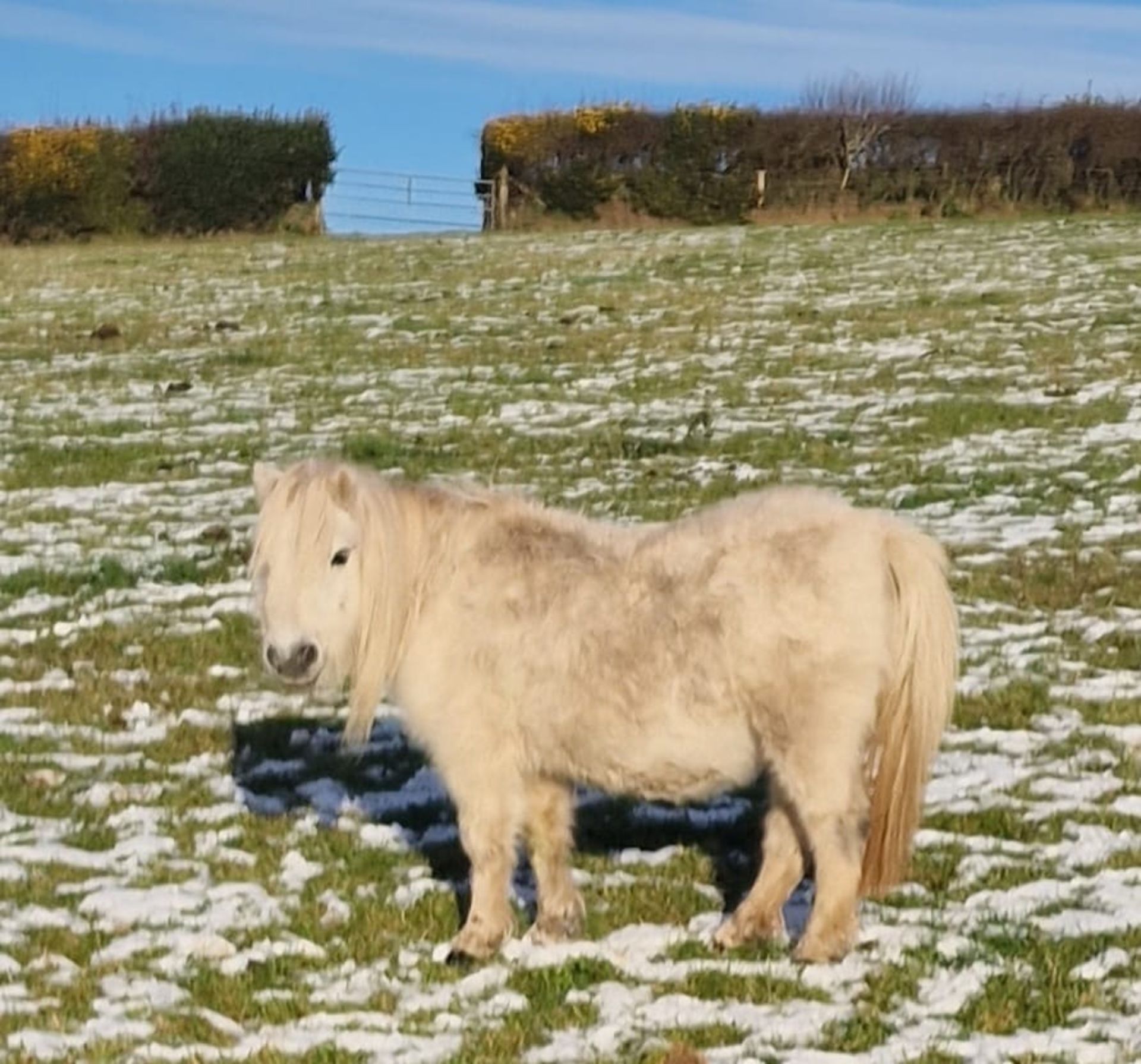 'CORNDON JENNY' SHETLAND GREY MARE APPROX 16 YEARS OLD