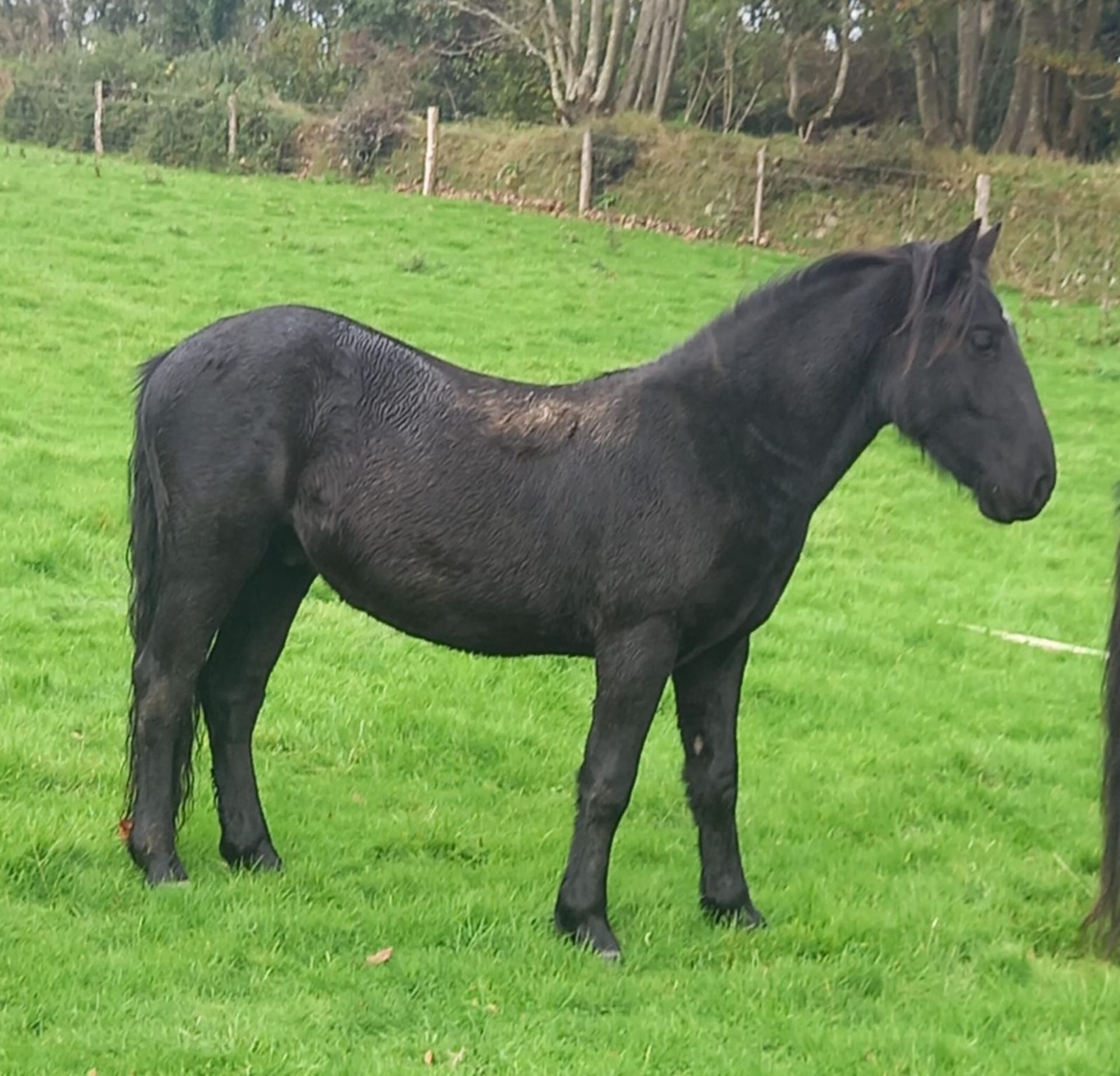 'THUNDER DASH' DARTMOOR HILL PONY BLACK GELDING APPROX 2 YEARS OLD - Image 4 of 10