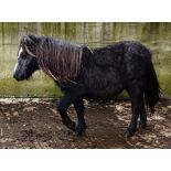 'GODSWORTHY SHADOW' DARTMOOR HILL PONY GREY FILLY APPROX 18 MONTHS OLD