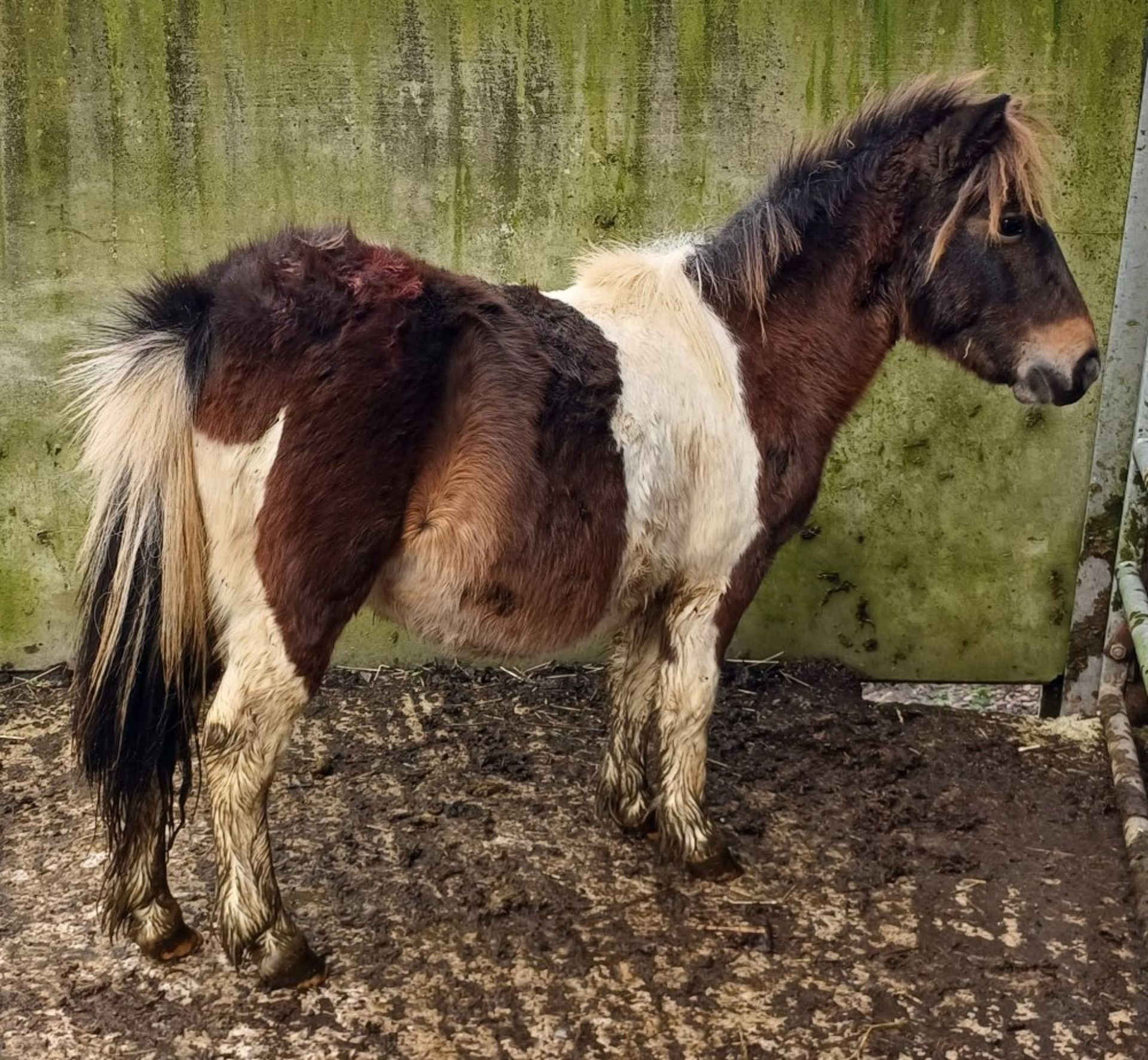 'GODSWORTHY SPICE' DARTMOOR HILL PONY SKEWBALD COLT APPROX 18 MONTHS OLD - Image 3 of 12