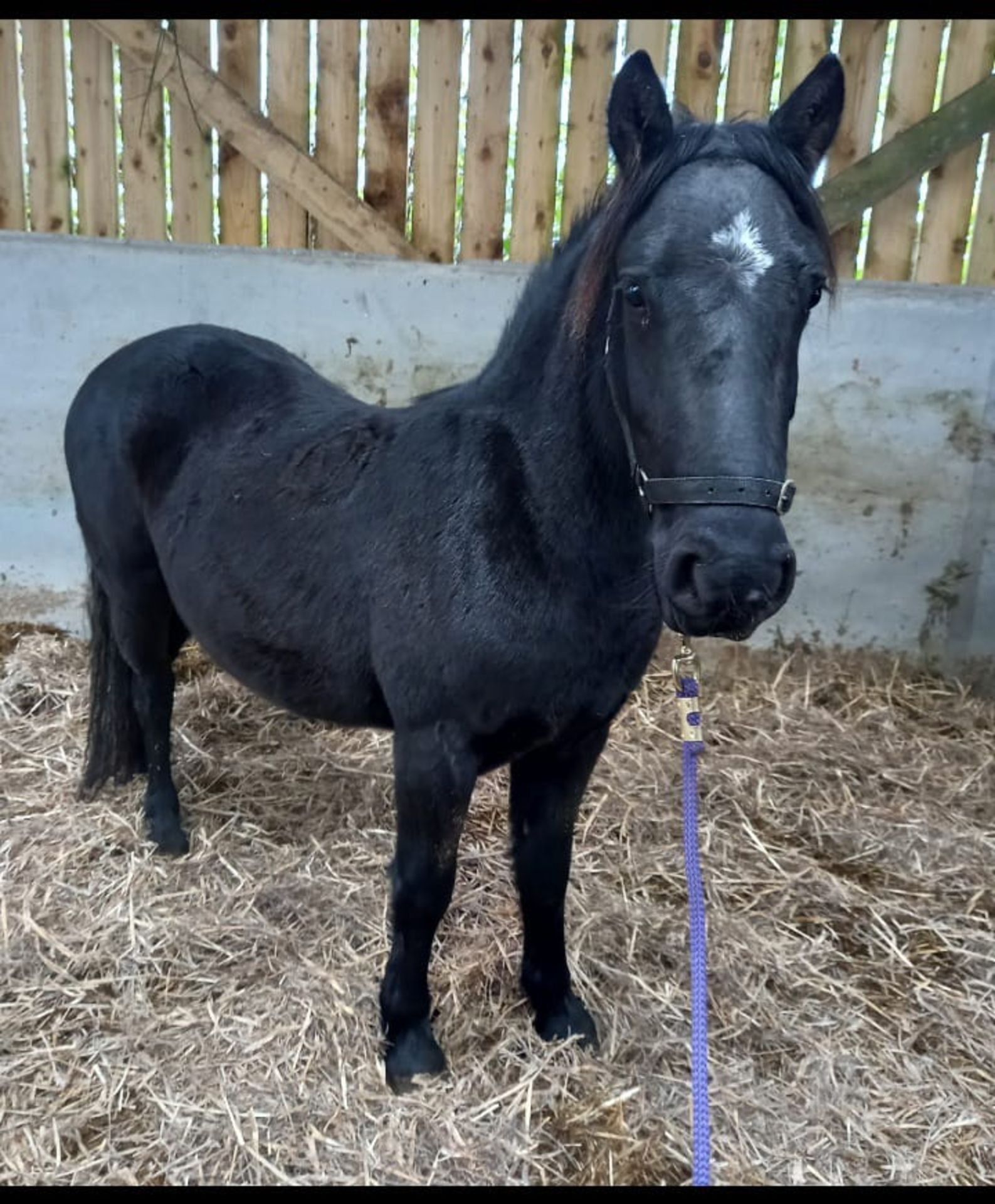 'THUNDER DASH' DARTMOOR HILL PONY BLACK GELDING APPROX 2 YEARS OLD - Image 8 of 10