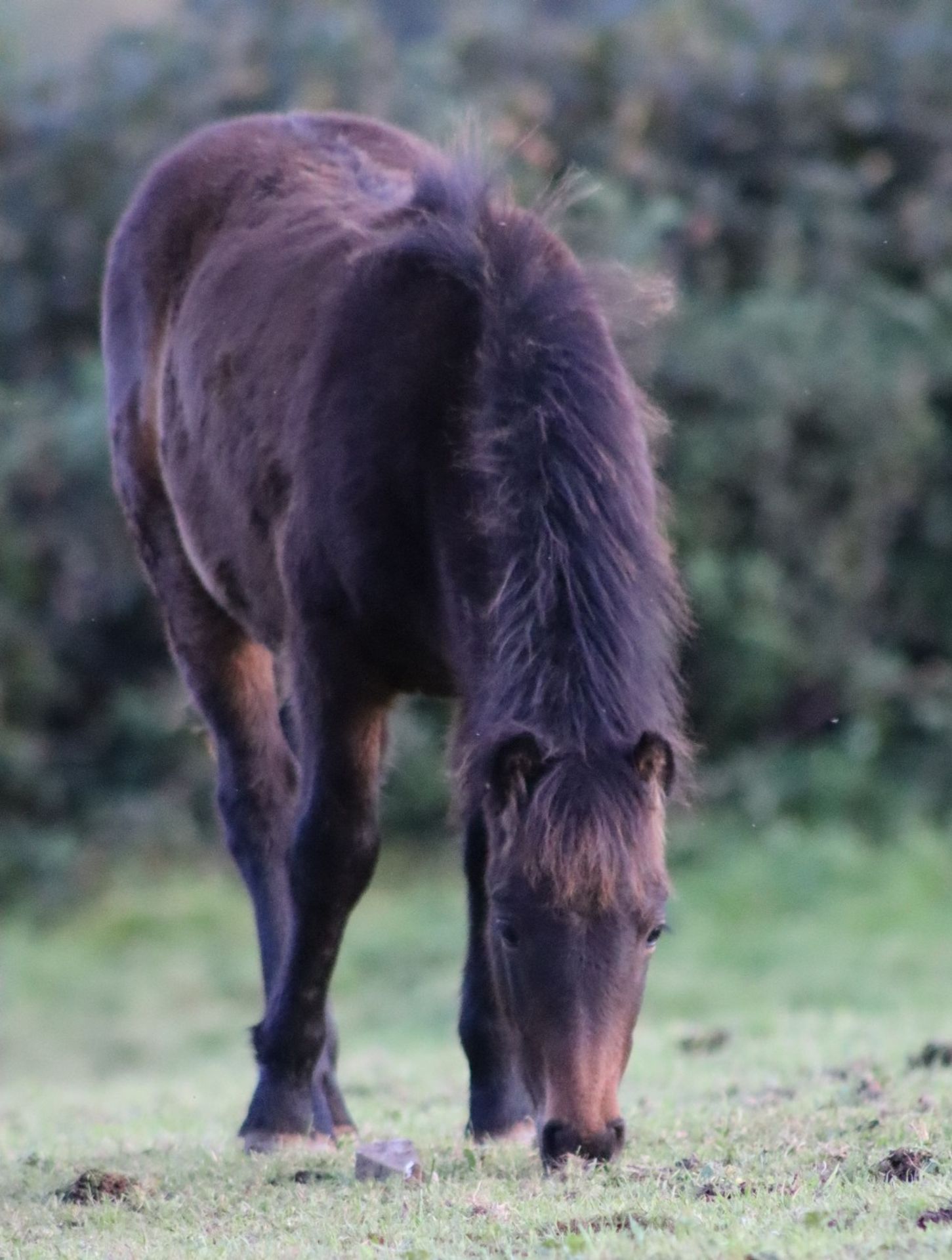 'BLACKATOR MUFFIN' DARTMOOR HILL PONY BAY FILLY FOAL - Image 11 of 21