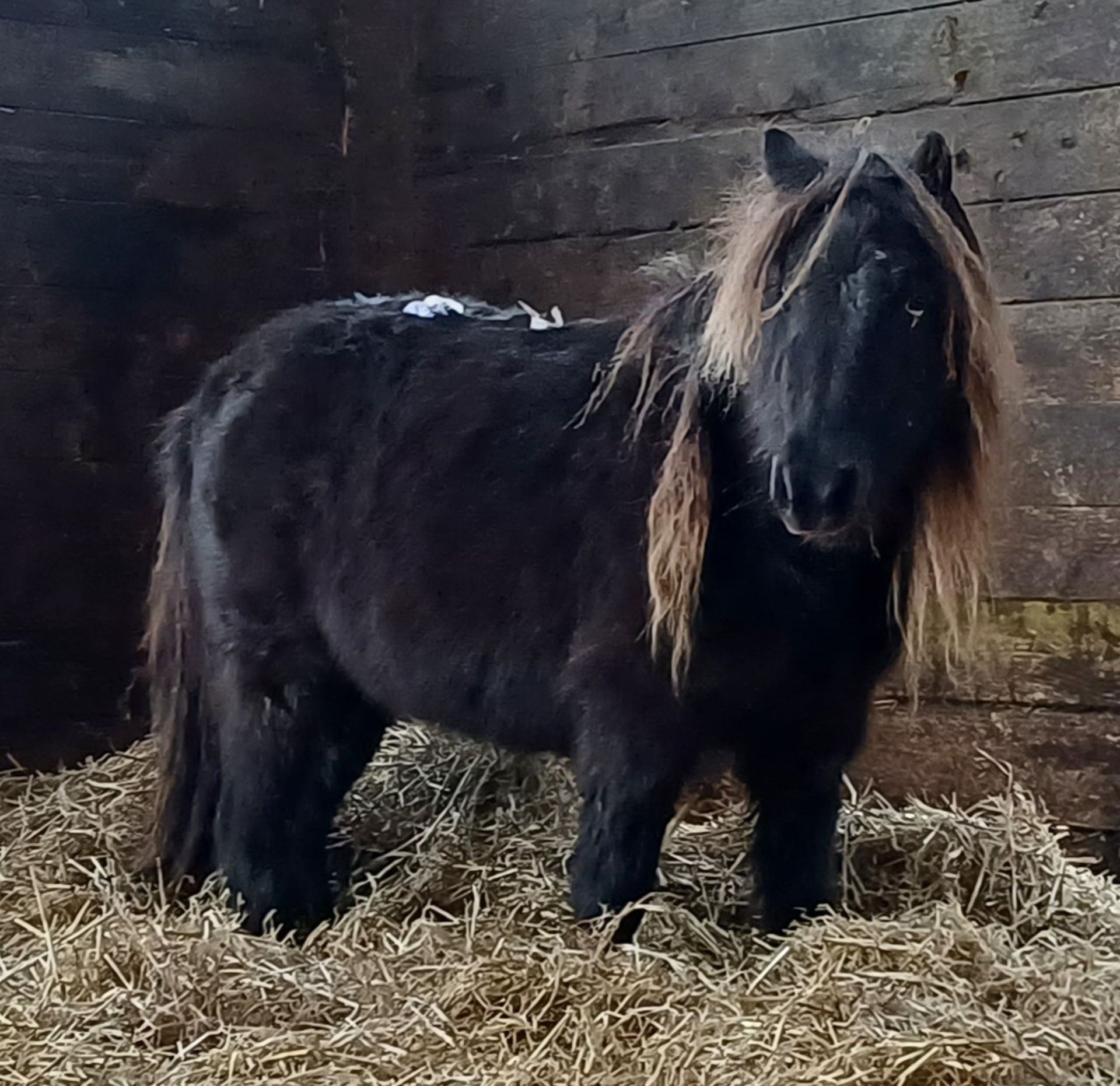 'VIXEN LILLIBET' SHETLAND BLACK MARE BELIEVED TO BE 10 YEARS + - Image 5 of 13