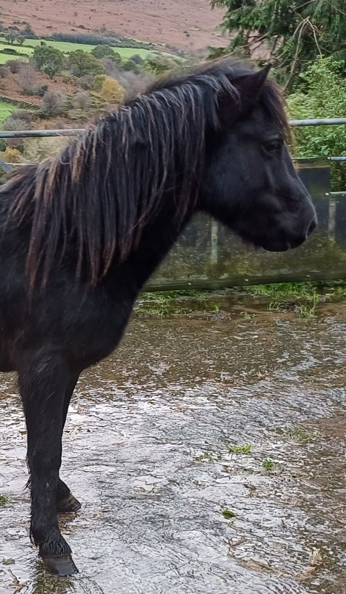 'LEIGHTOR DART' DARTMOOR HILL PONY BLACK COLT APPROX 2 YEARS OLD - Image 12 of 12