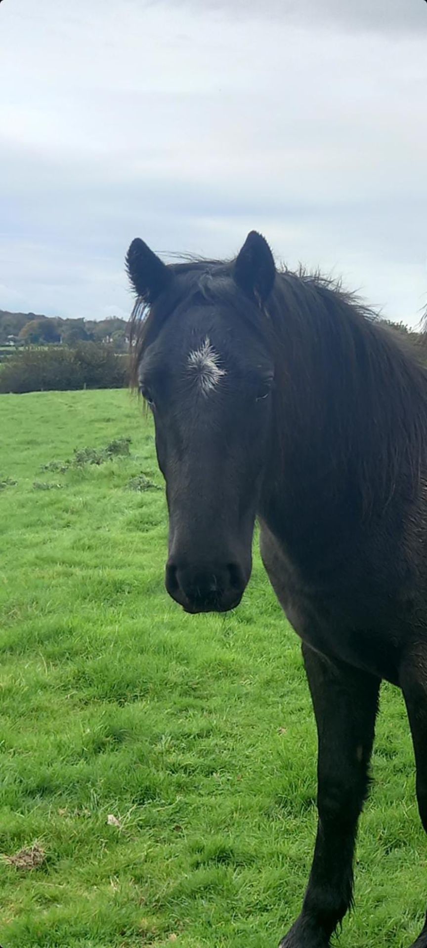 'THUNDER DASH' DARTMOOR HILL PONY BLACK GELDING APPROX 2 YEARS OLD - Image 5 of 10