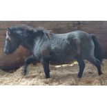 'VIXEN OATCAKE' DARTMOOR HILL PONY GREY COLT APPROX 18 MONTHS - 2 YEARS OLD