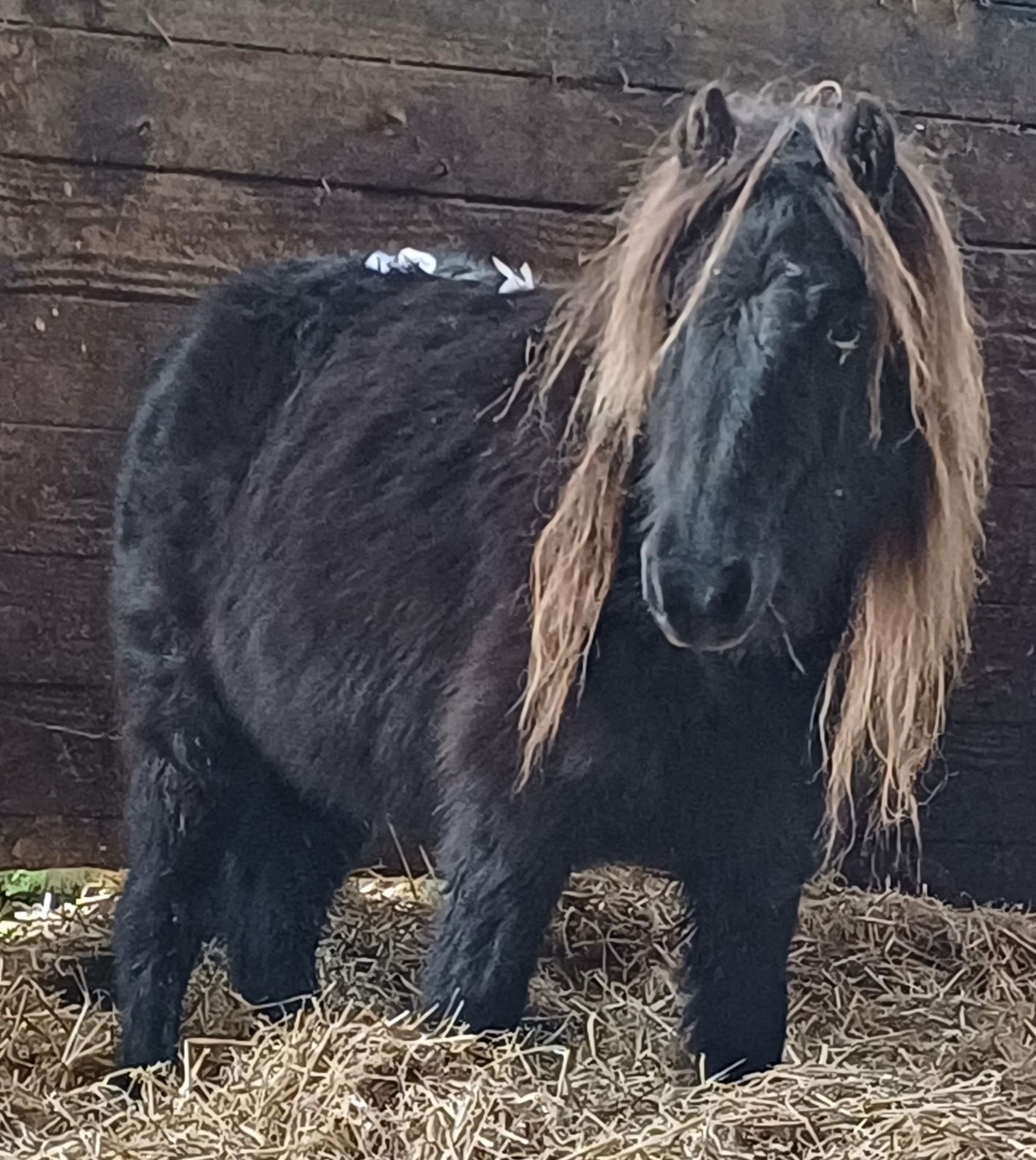 'VIXEN LILLIBET' SHETLAND BLACK MARE BELIEVED TO BE 10 YEARS + - Image 12 of 13