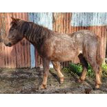'CHINKWELL SWEET GEMINI' DARTMOOR HILL PONY ROAN FILLY YEARLING