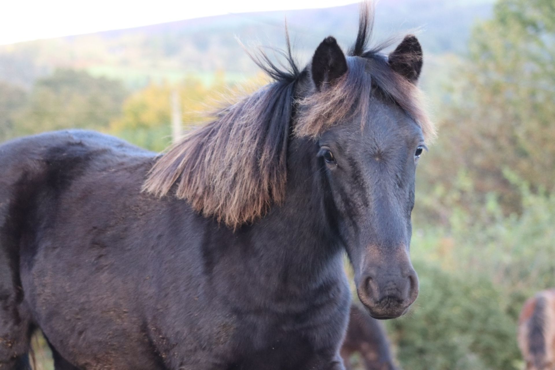 'BLACKATOR LUNAR' DARTMOOR HILL PONY BLACK FILLY YEARLING - Image 4 of 17