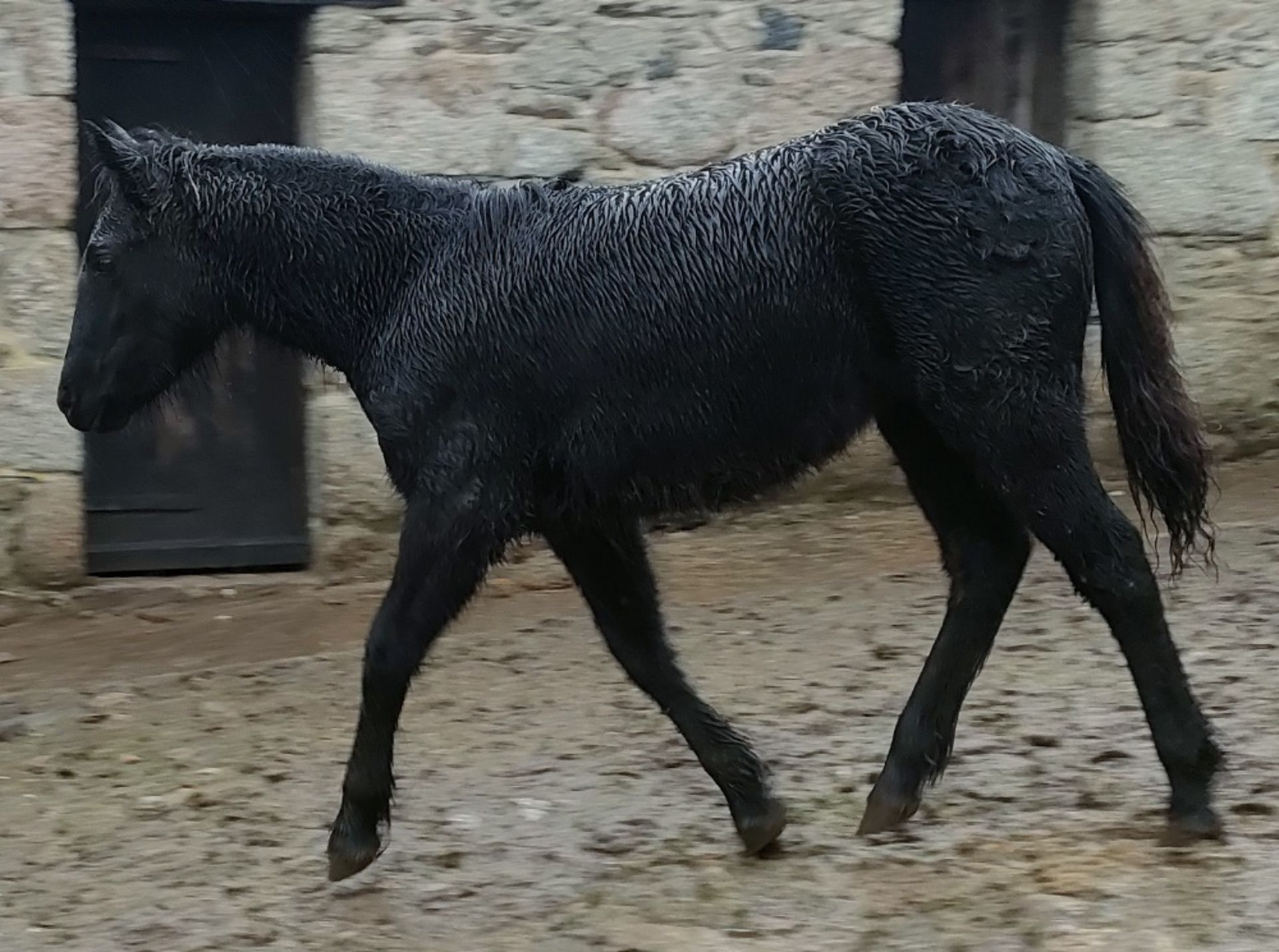 'BLACKATOR MILLIE' DARTMOOR HILL PONY BLACK FILLY FOAL - Image 11 of 14