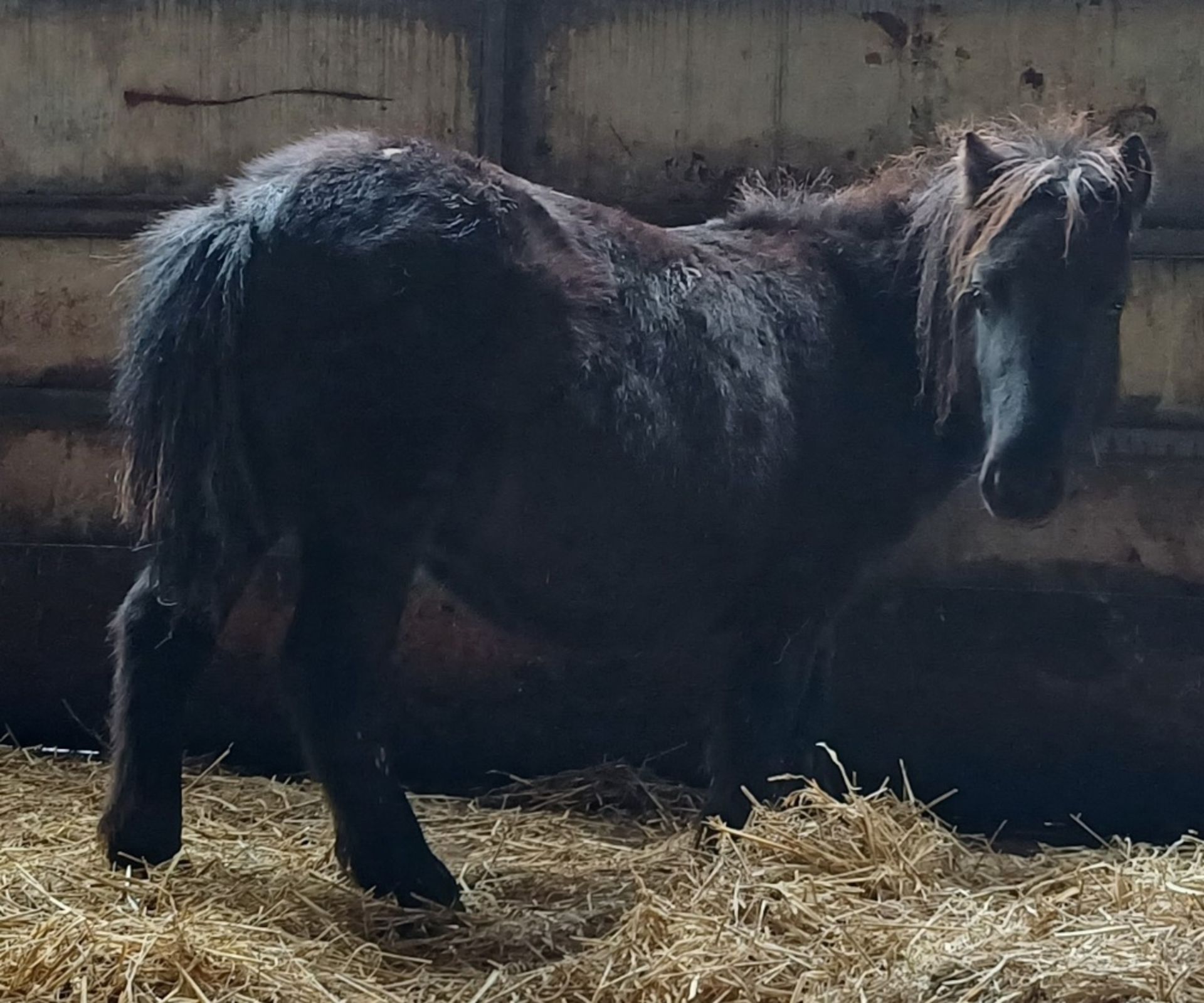 'VIXEN RIPTIDE' SHETLAND BLACK COLT APPROX 18 MONTHS OLD - Image 6 of 10