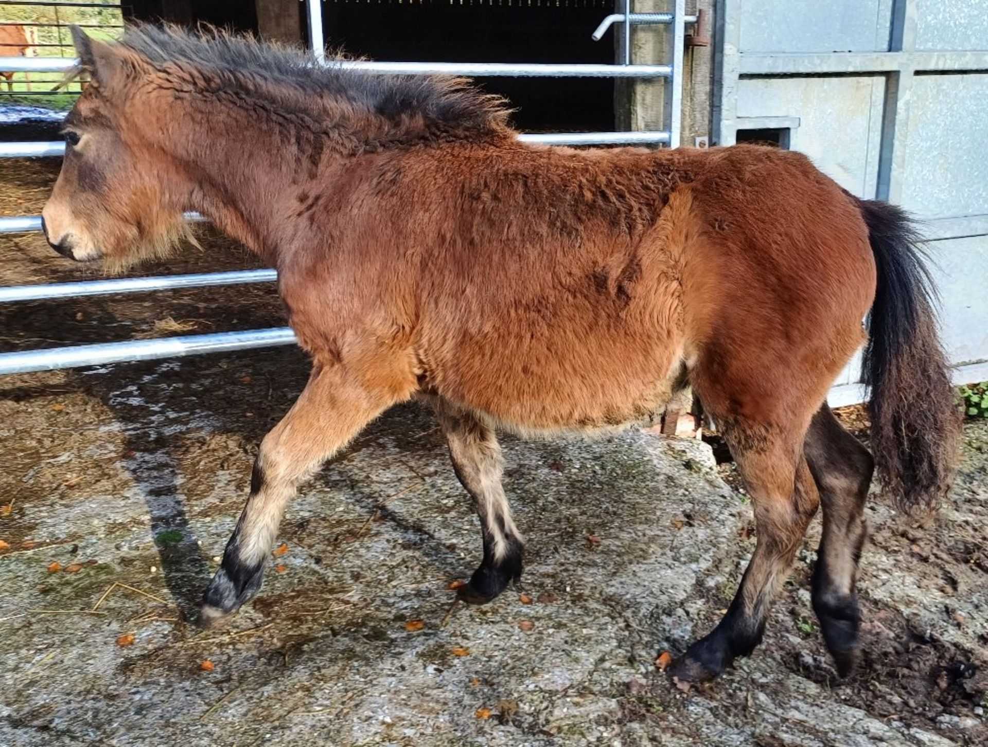 'CHINKWELL BOB' DARTMOOR HILL PONY BRIGHT BAY COLT FOAL Vendor's