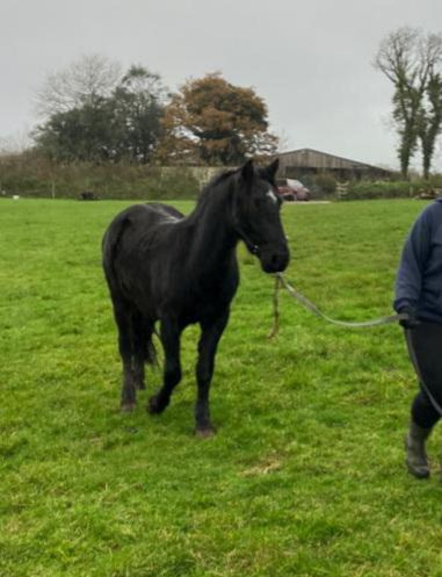 'THUNDER DASH' DARTMOOR HILL PONY BLACK GELDING APPROX 2 YEARS OLD - Image 3 of 10