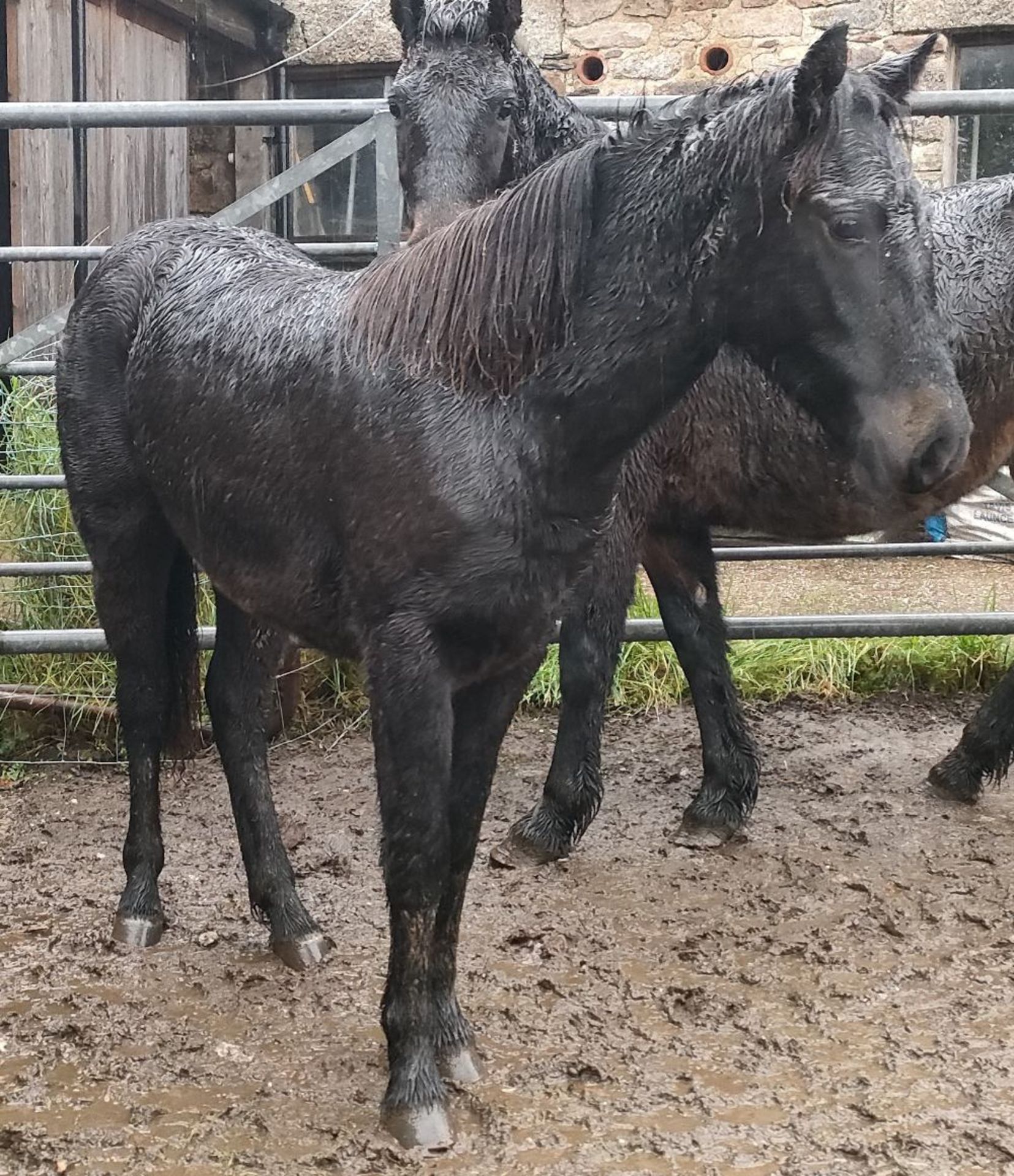 'BLACKATOR LUNAR' DARTMOOR HILL PONY BLACK FILLY YEARLING - Image 13 of 17