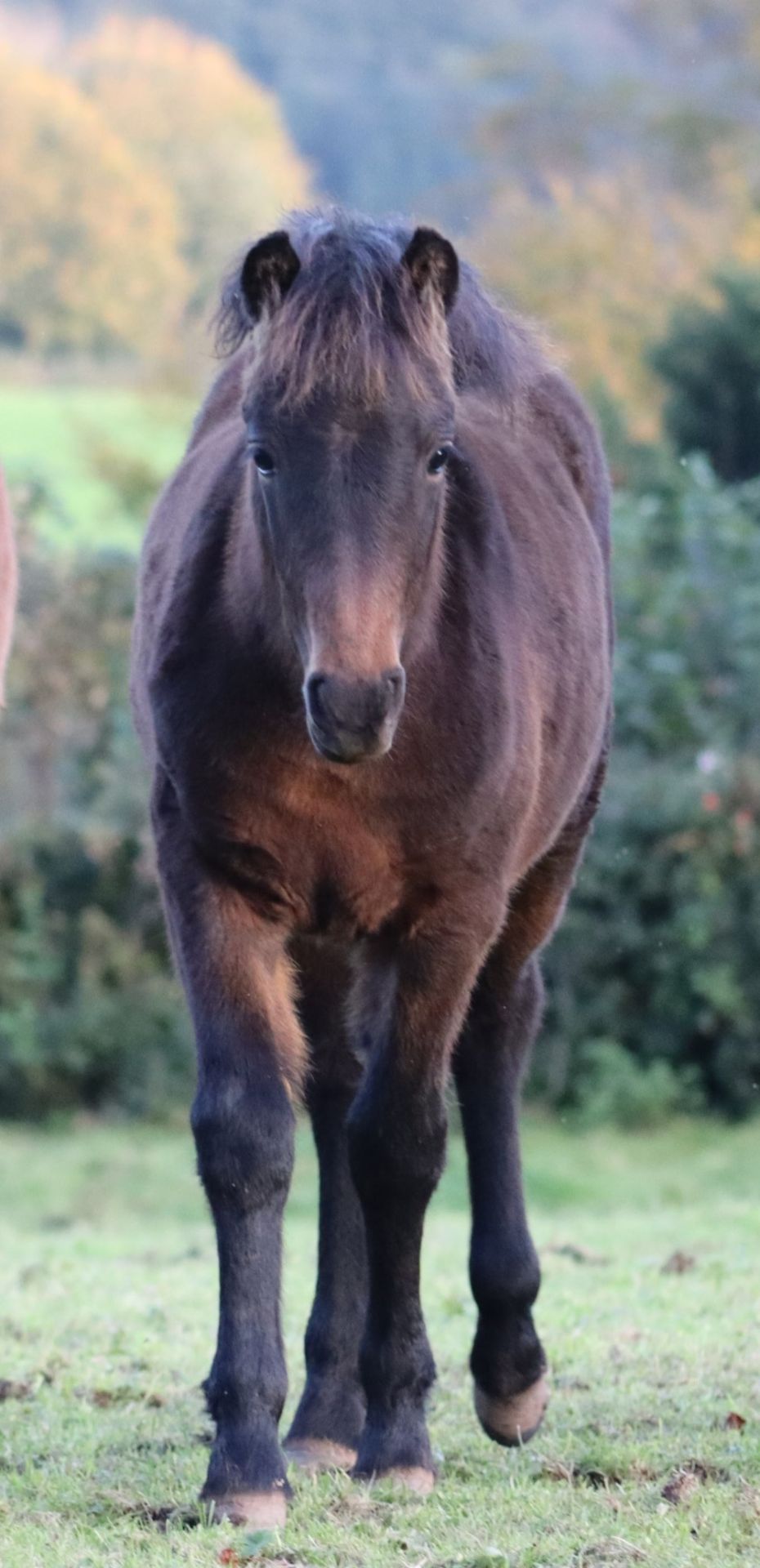 'BLACKATOR MUFFIN' DARTMOOR HILL PONY BAY FILLY FOAL - Image 8 of 21