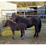 'WAYTOWN MOUSE' DARTMOOR HILL PONY BLACK MARE & 'WAYTOWN MINNIE' FILLY FOAL APPROX 2 MONTHS OLD