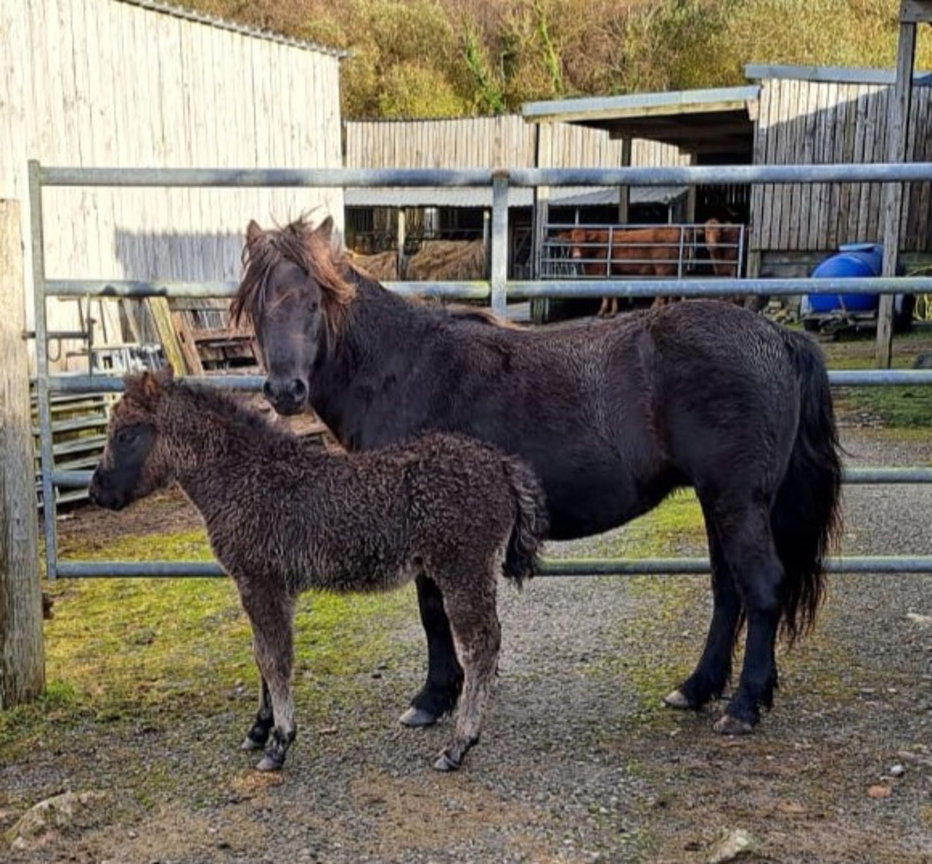 'WAYTOWN MOUSE' DARTMOOR HILL PONY BLACK MARE & 'WAYTOWN MINNIE' FILLY FOAL APPROX 2 MONTHS OLD